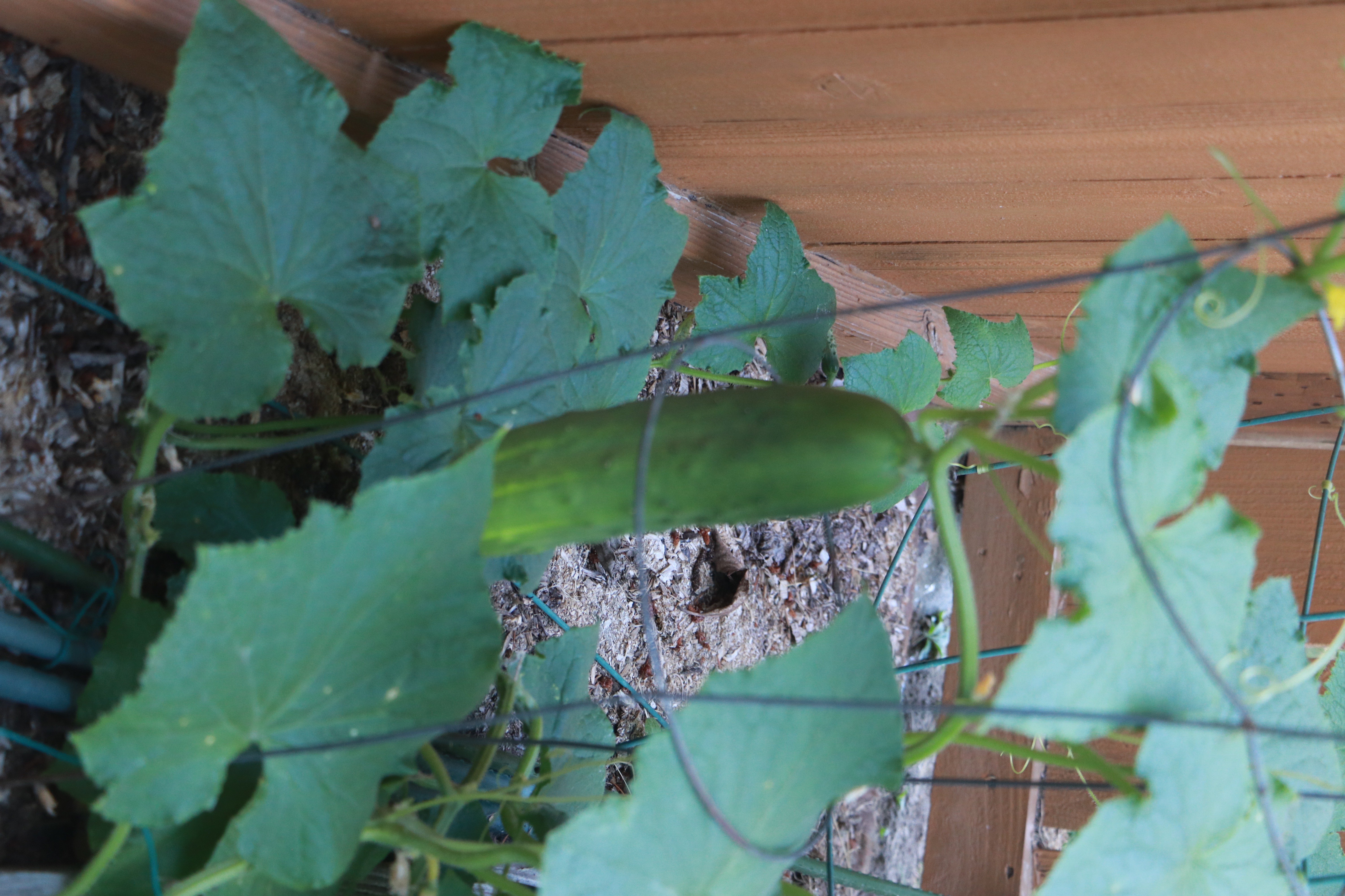 Cucumber Growing on Vine IMG_4126 Cucumber Growing on Vine IMG_4126