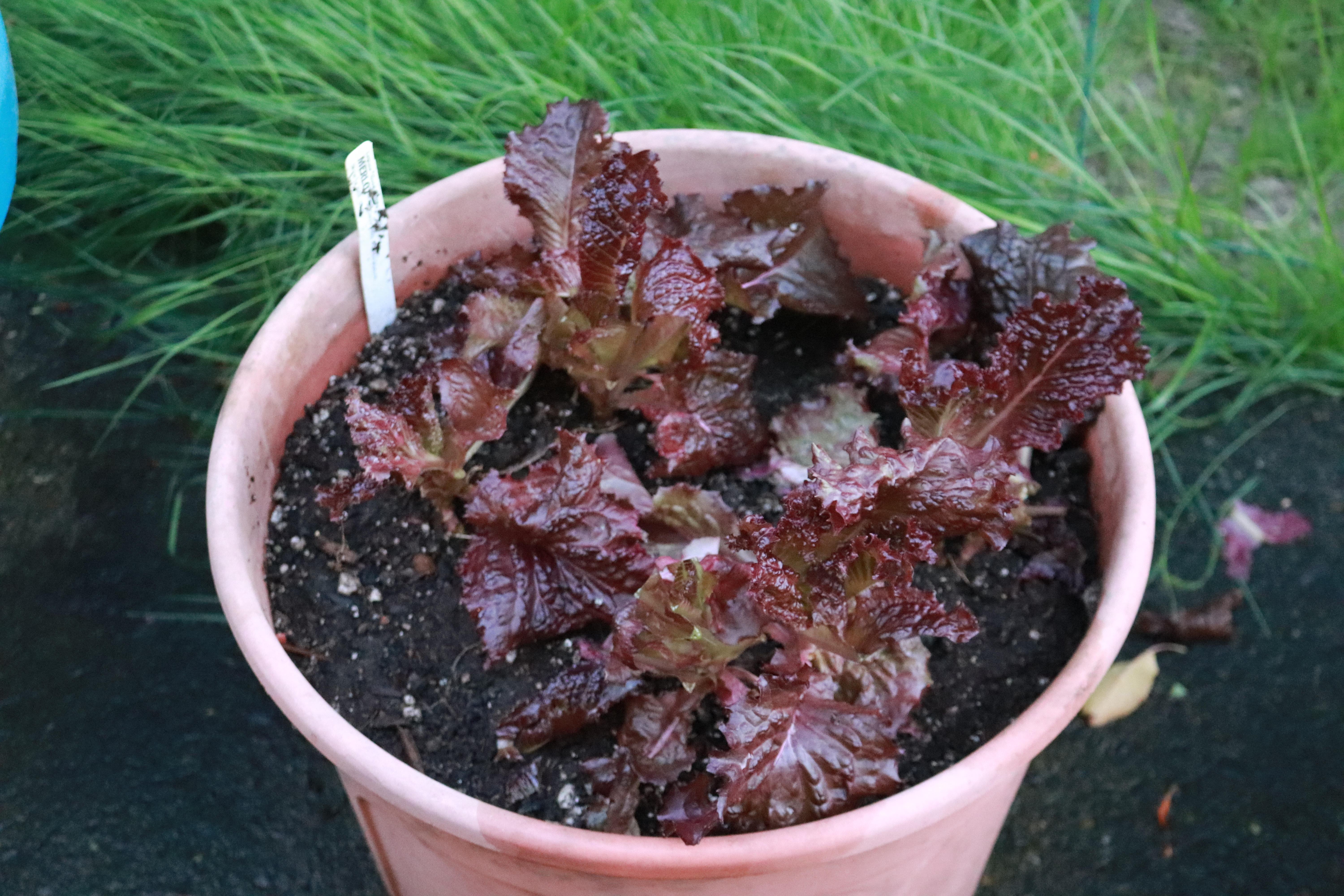 Lettuce Brown in Pink Container IMG_4142 Lettuce Brown in Pink Container IMG_4142