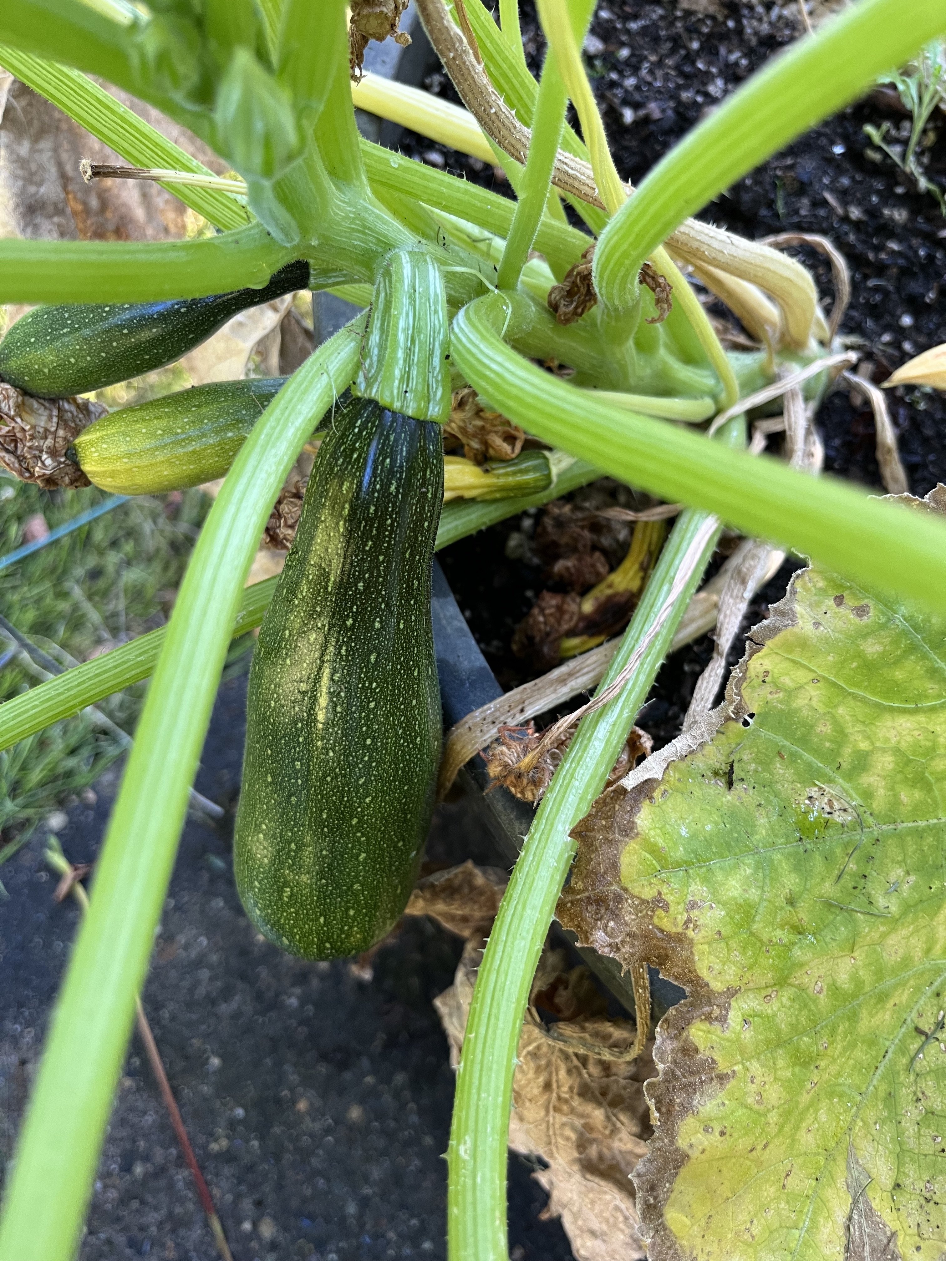 Zucchini on Plant IMG_0508 Zucchini on Plant IMG_0508