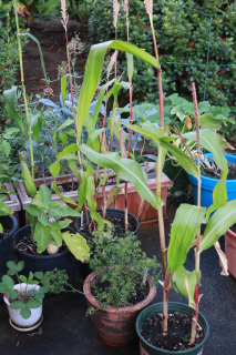 Corn Patio IMG_4147 Corn Patio IMG_4147