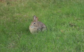 Rabbit Telephoto IMG_4121 Rabbit Telephoto IMG_4121