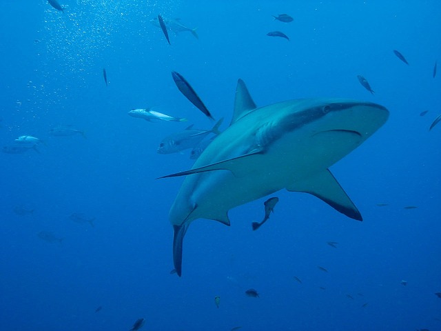 Shark honduras-gca4d069ef_640