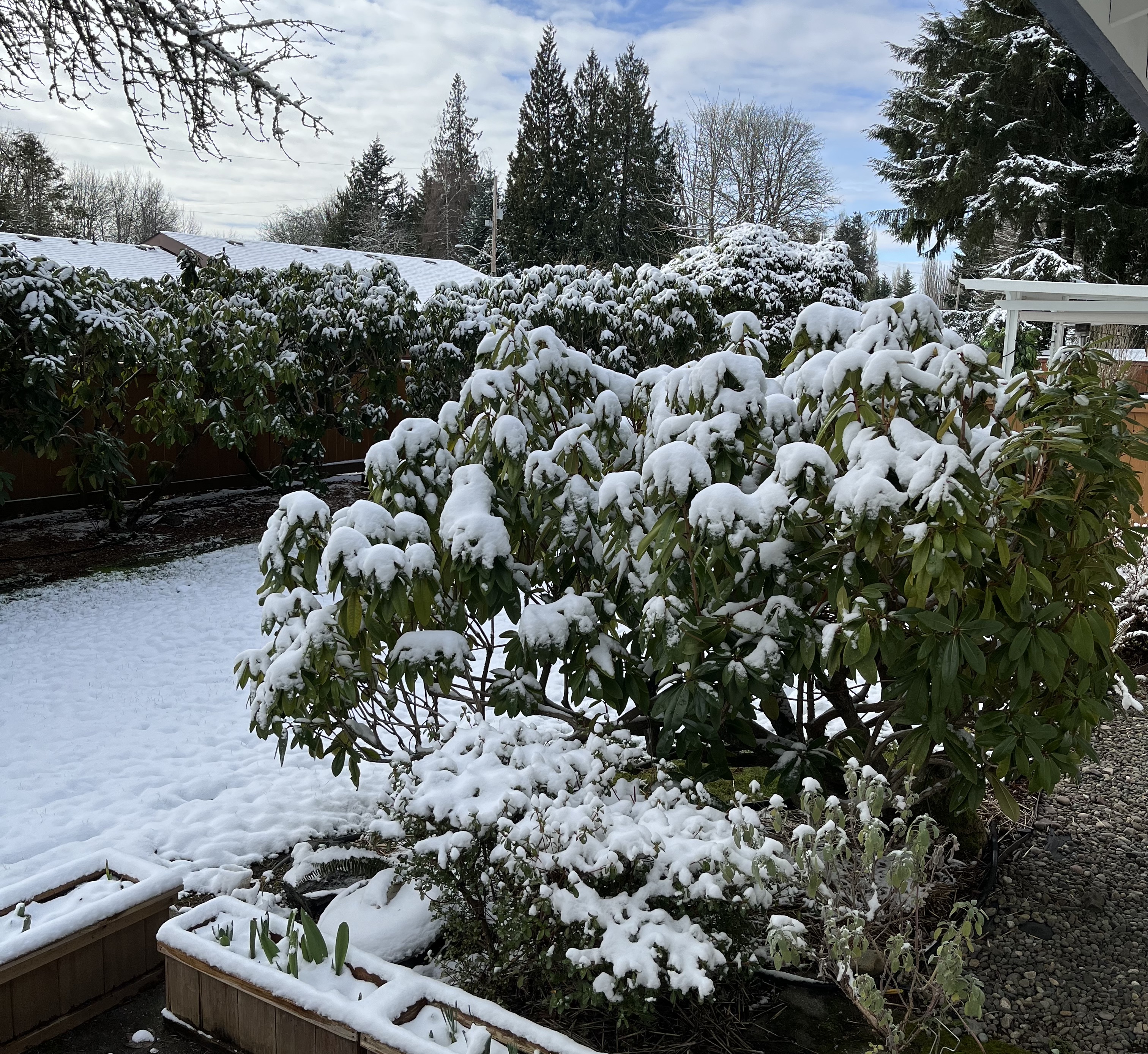 Snow in Olympia Cropped to Be Horizontal