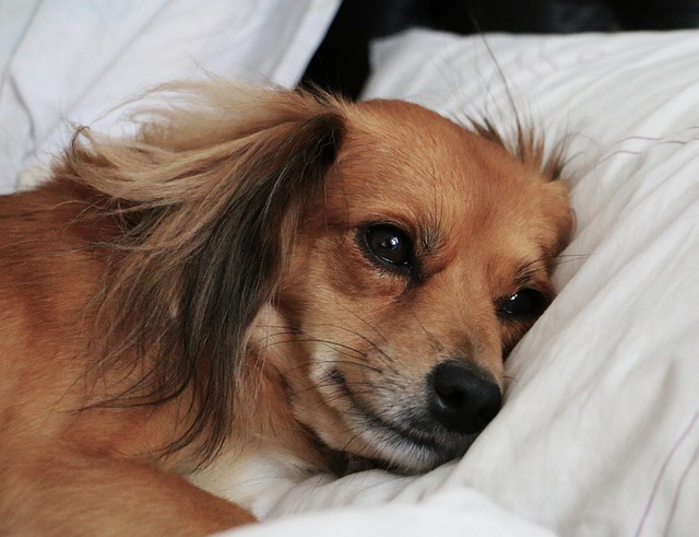 Dog Lying on Pillow in Bed sad-ga3d41410e_640