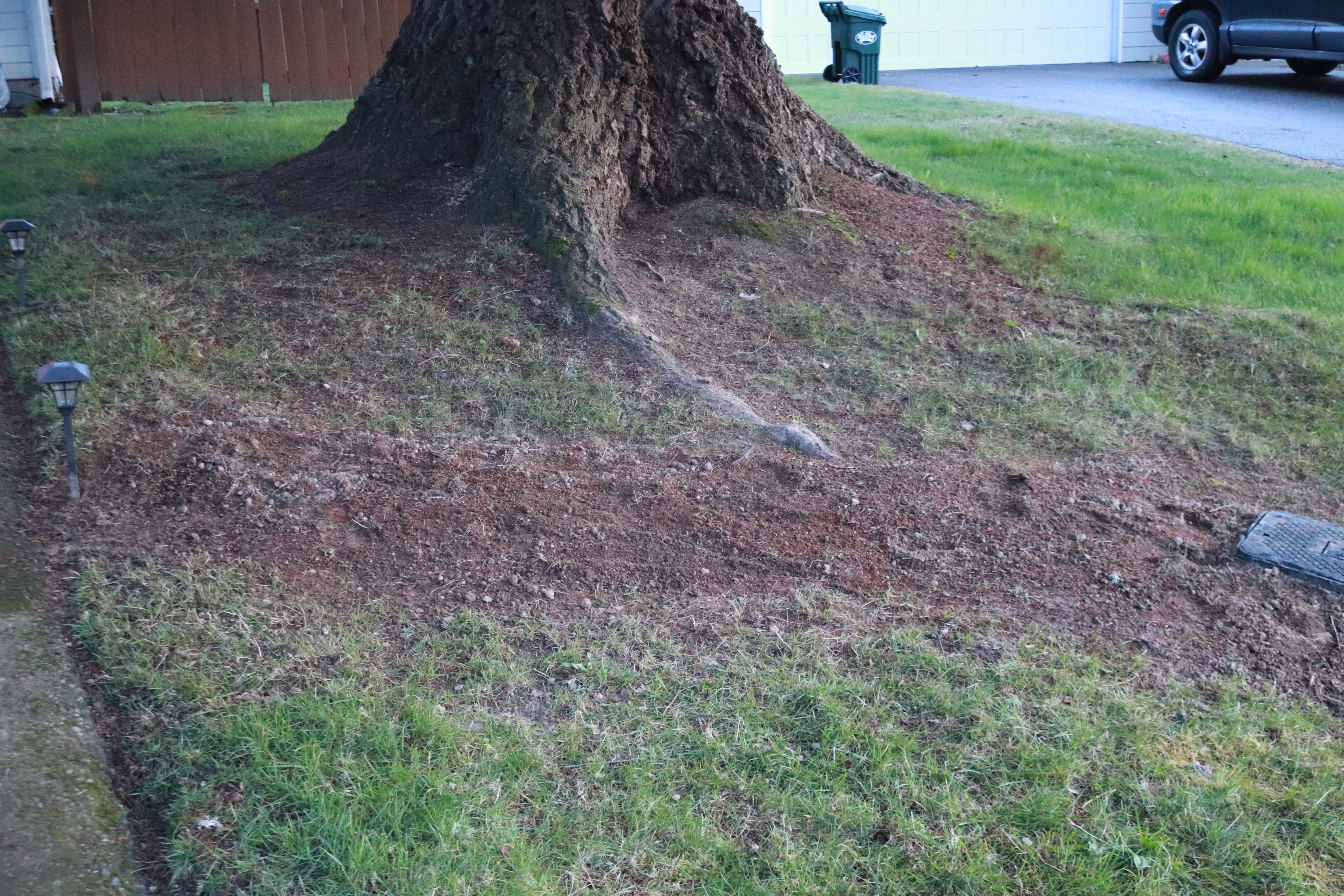 Grass Replanted IMG_7117