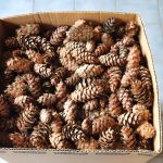 Pinecones IMG_7850