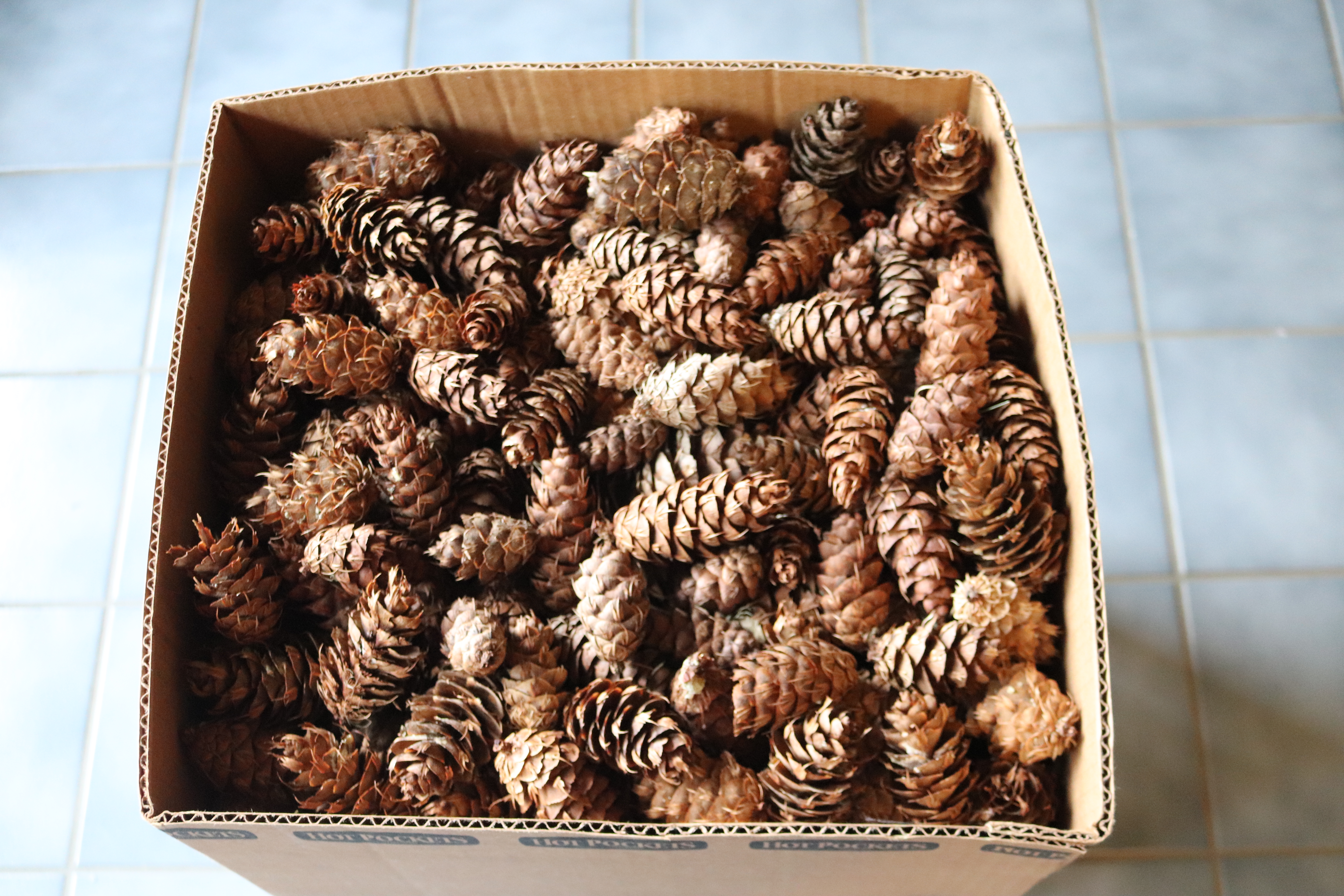 Pinecones IMG_7850