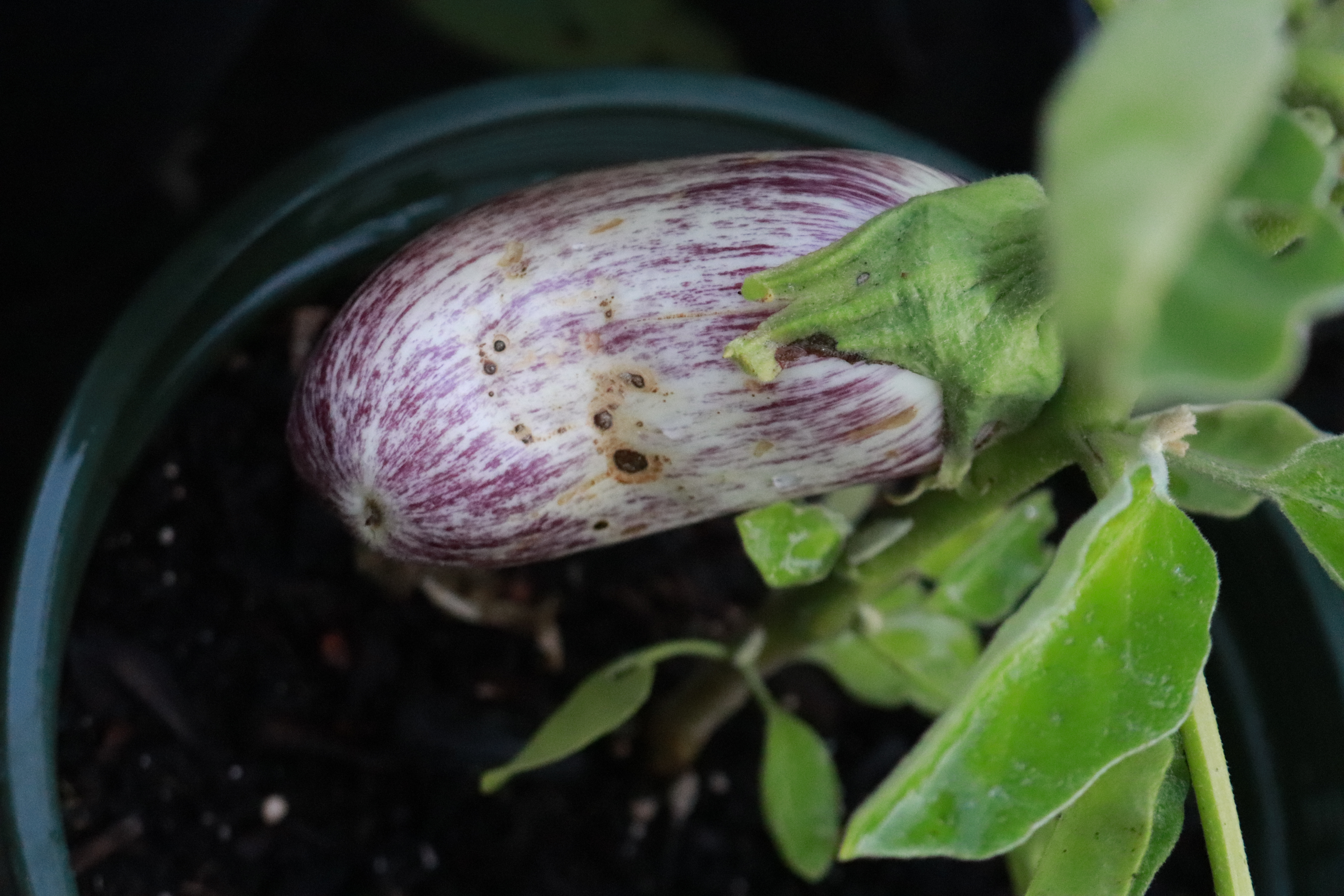 Eggplant IMG_2759