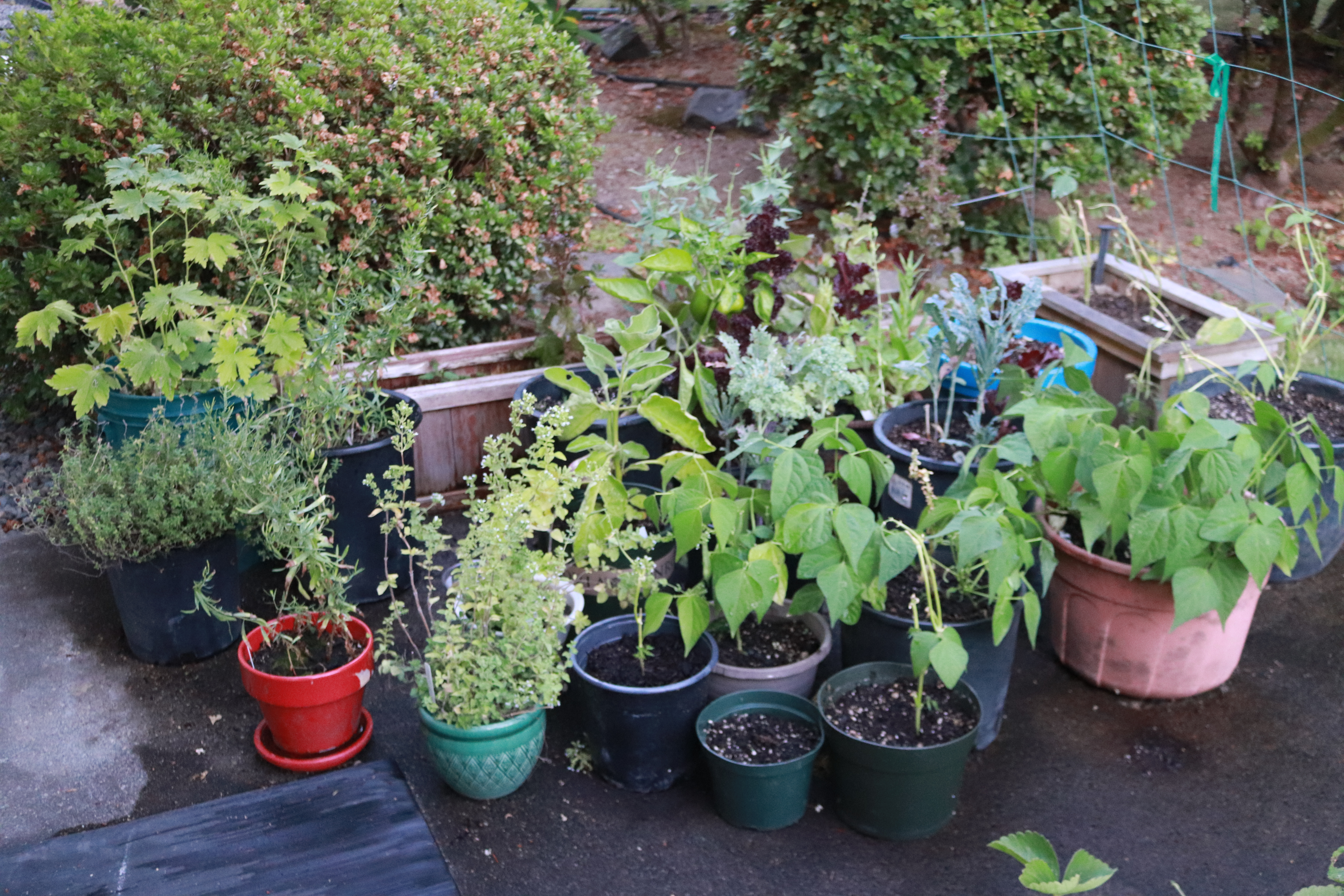 Herbs IMG_2756