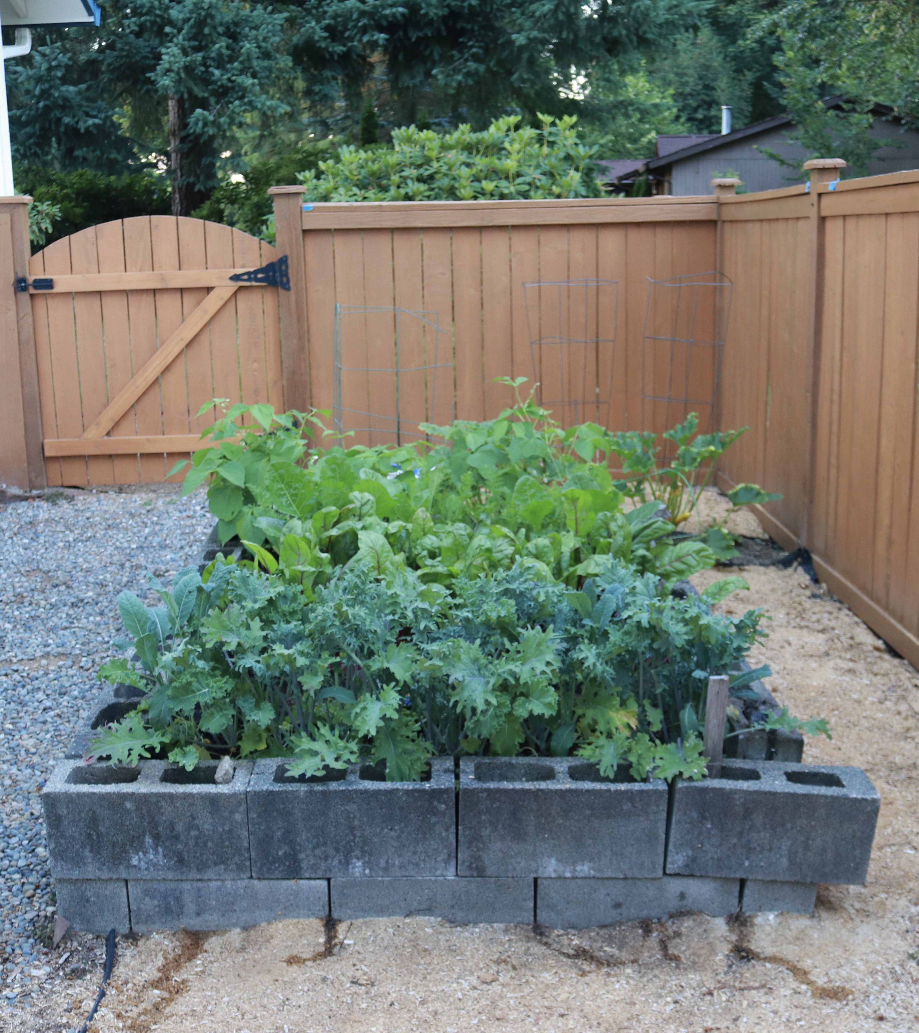 Kale IMG_2138