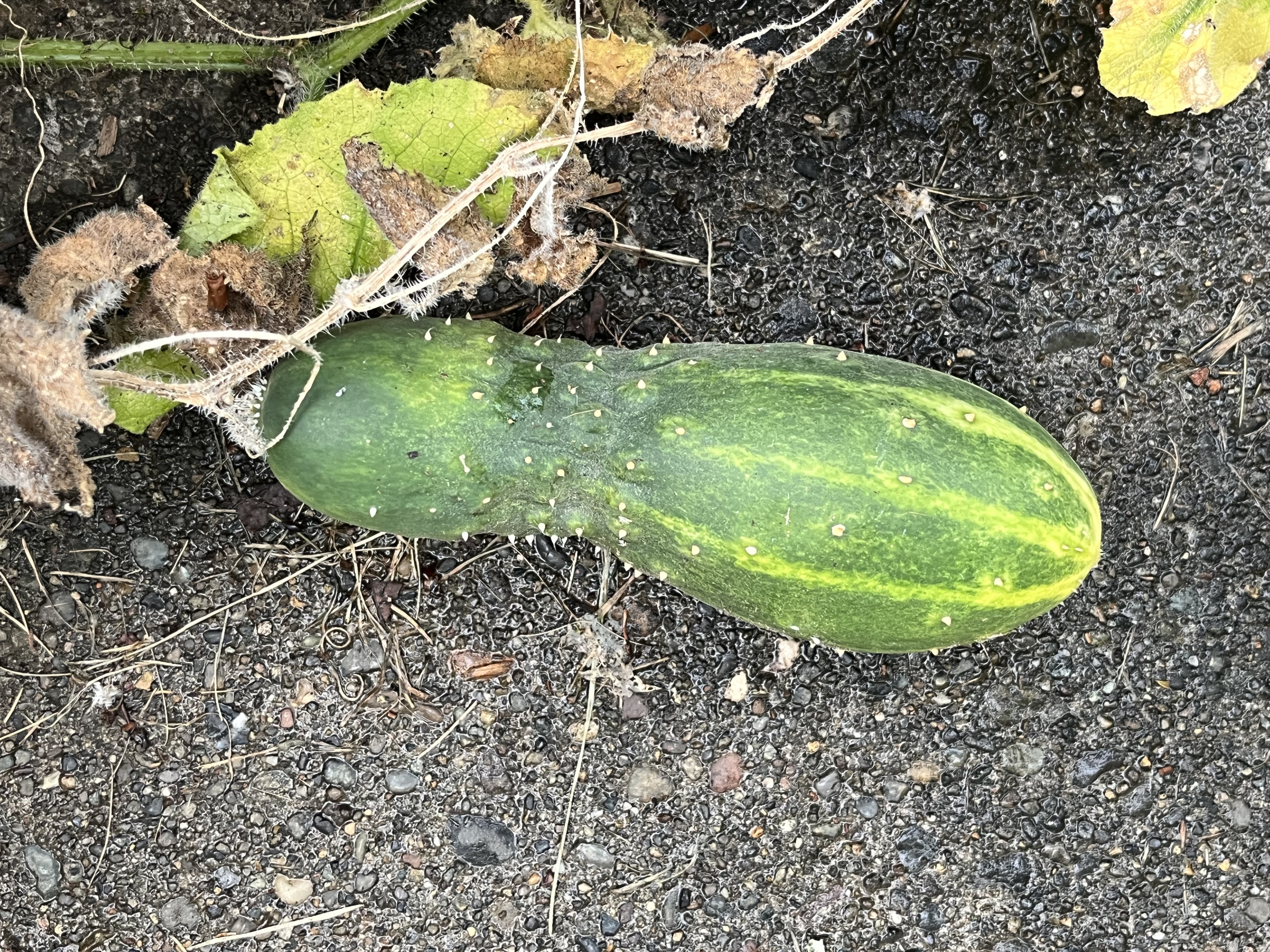 Cucumber on Ground on Plant IMG_3898