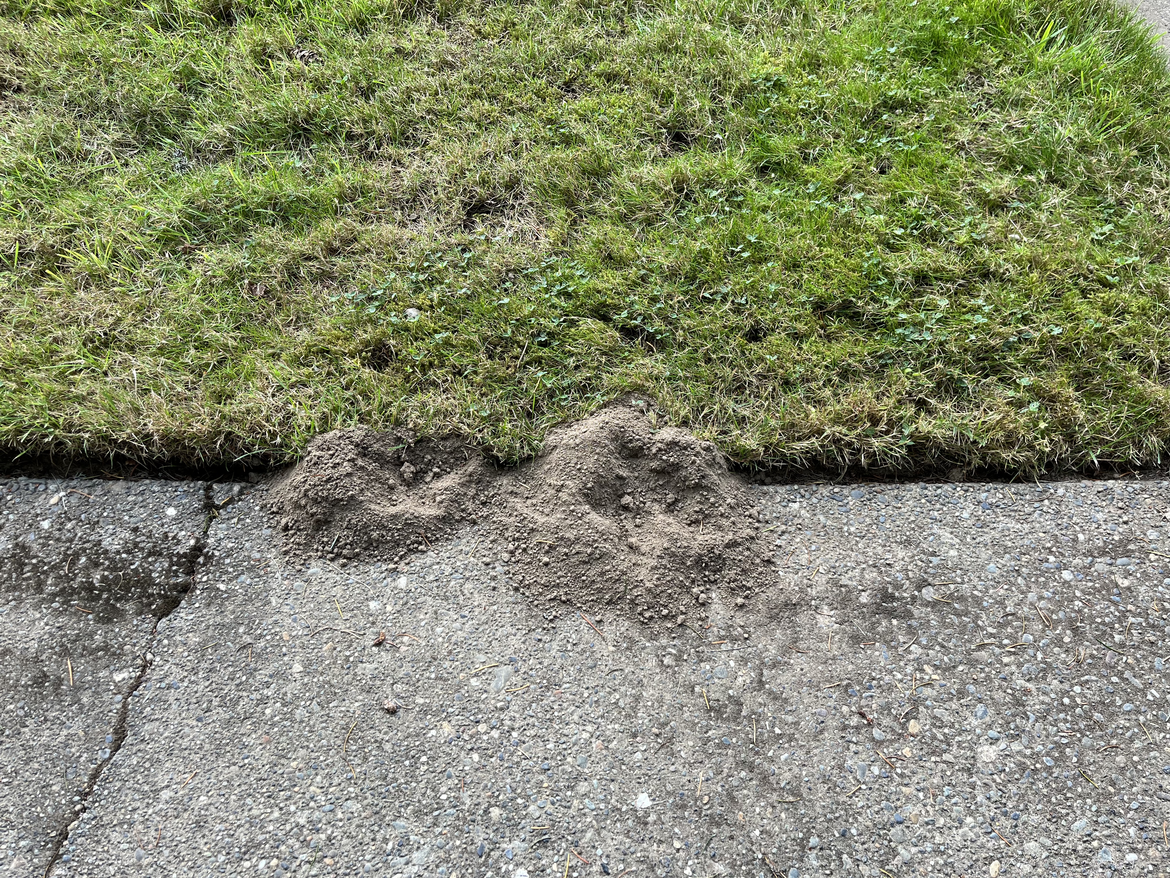 Mold Dirt IMG_3986