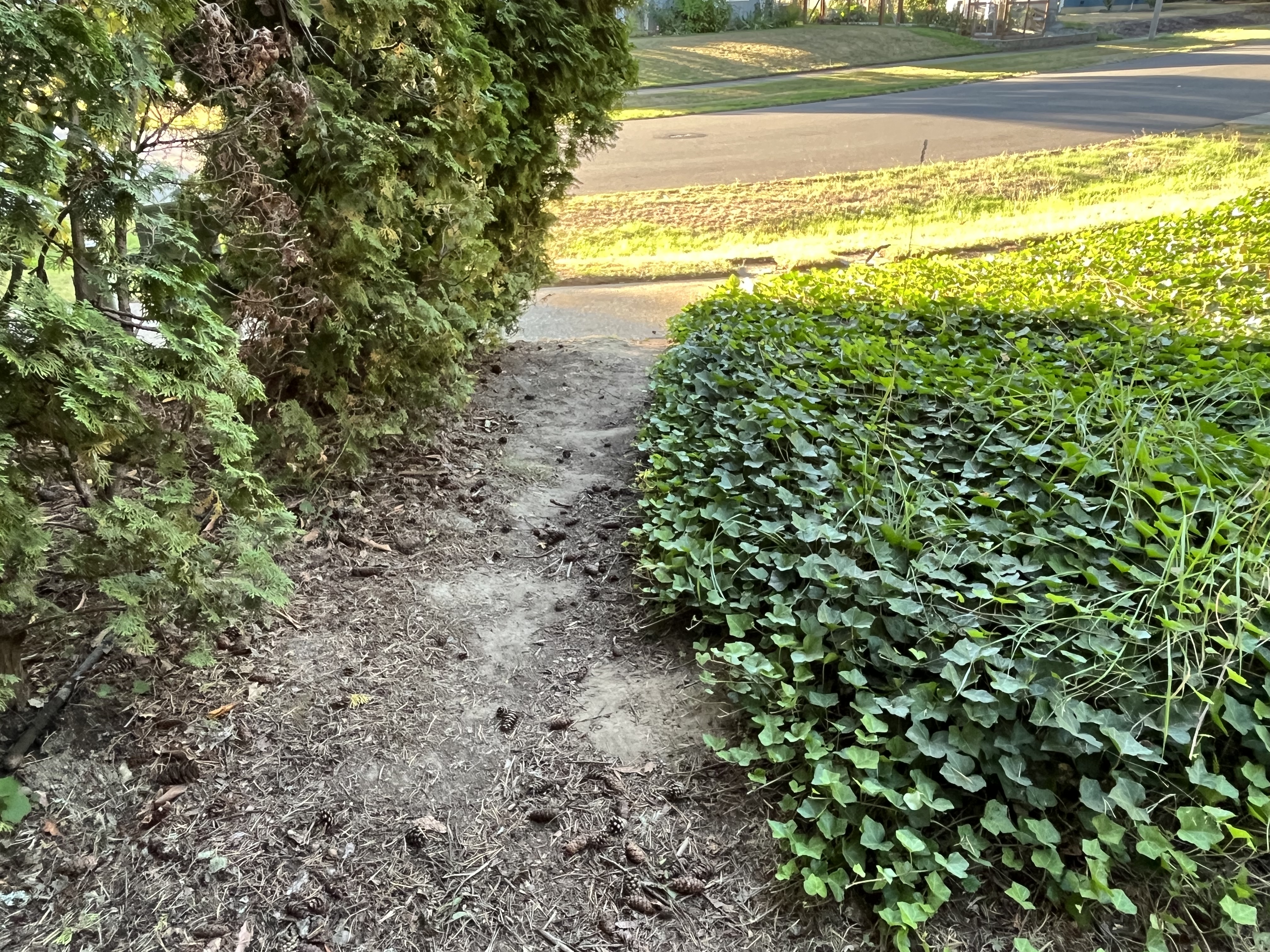 Ivy Encroaching IMG_4028