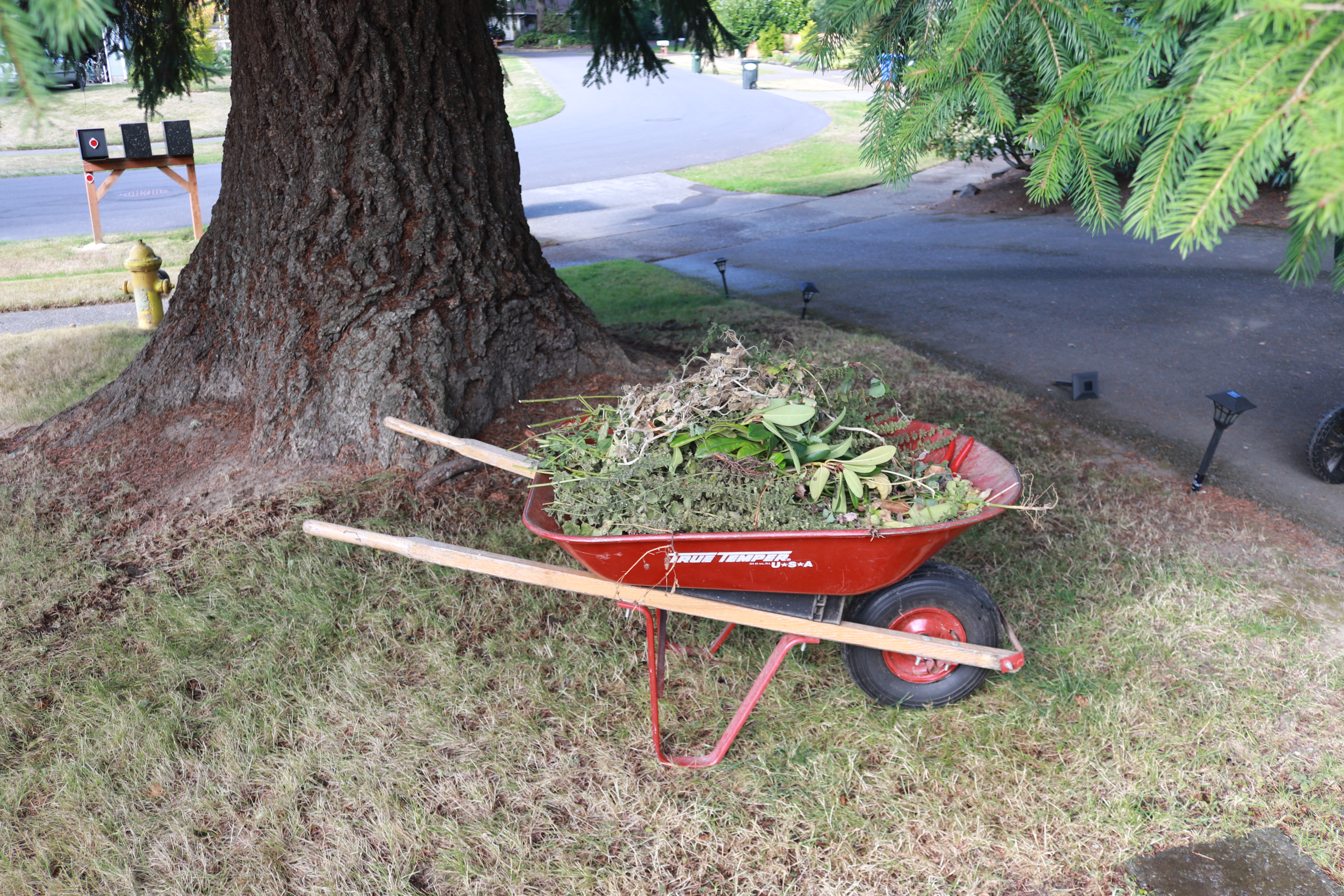 Wheel Barrel With Clippings and Trimmings IMG_4590