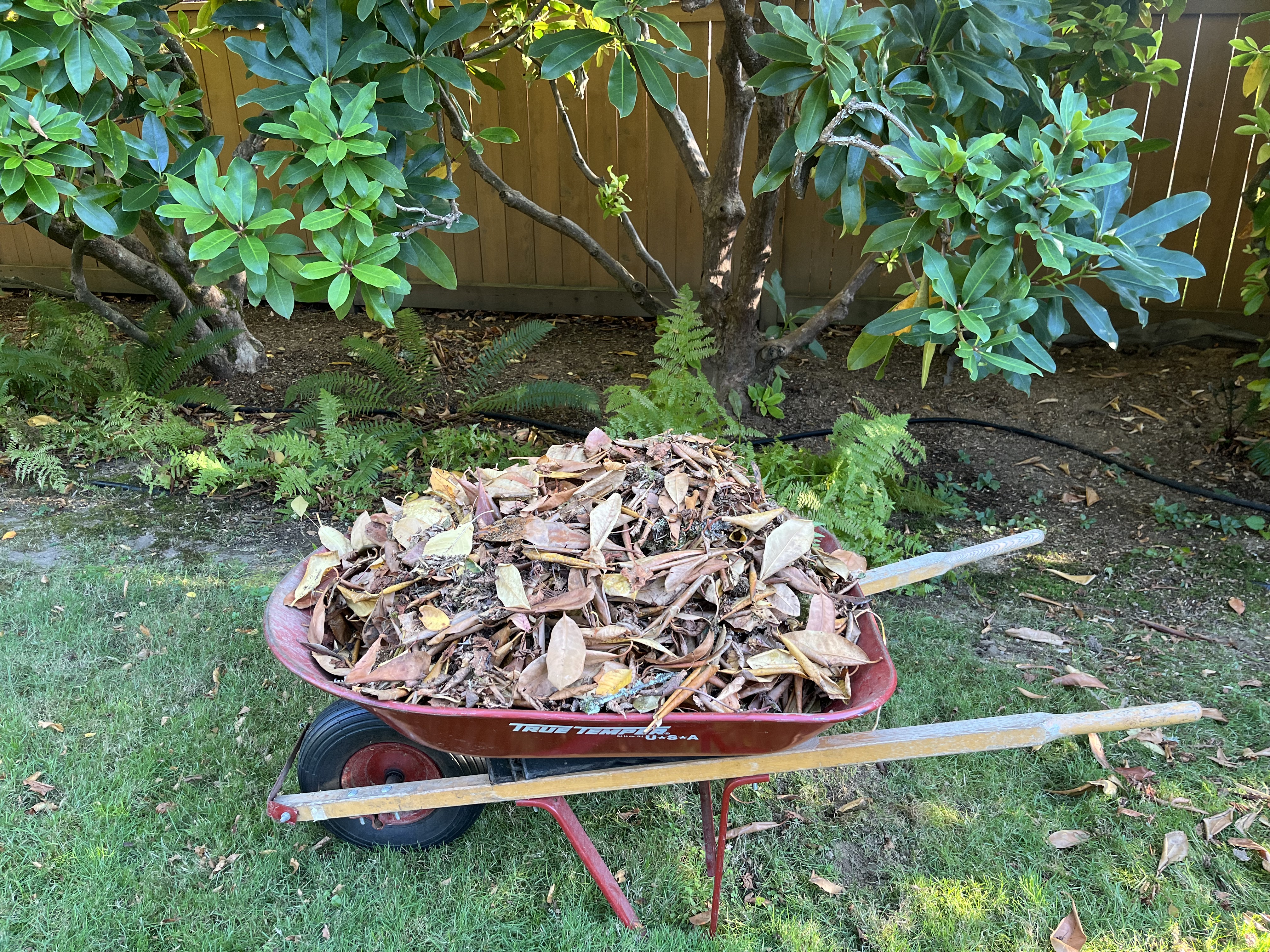 Leaves in Wheel Barrel IMG_4022
