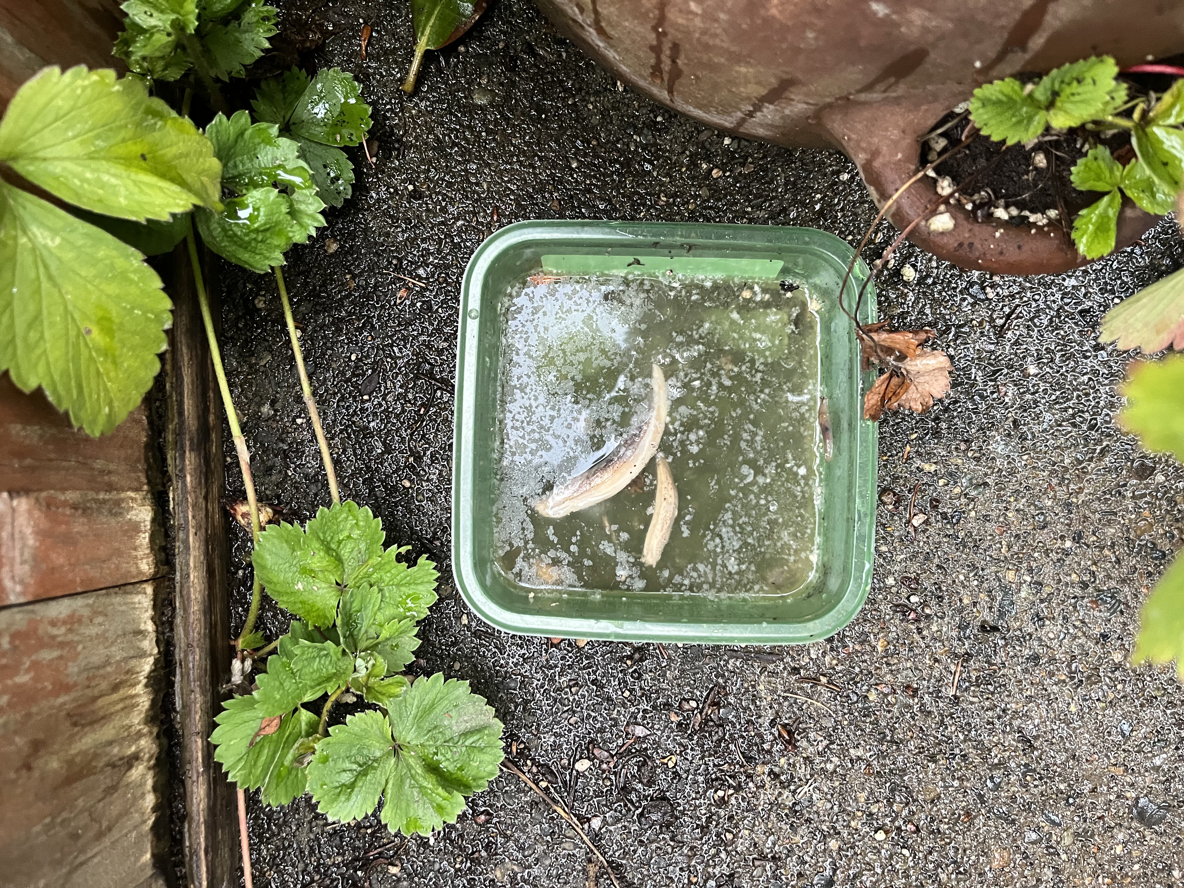 Slugs IMG_3896