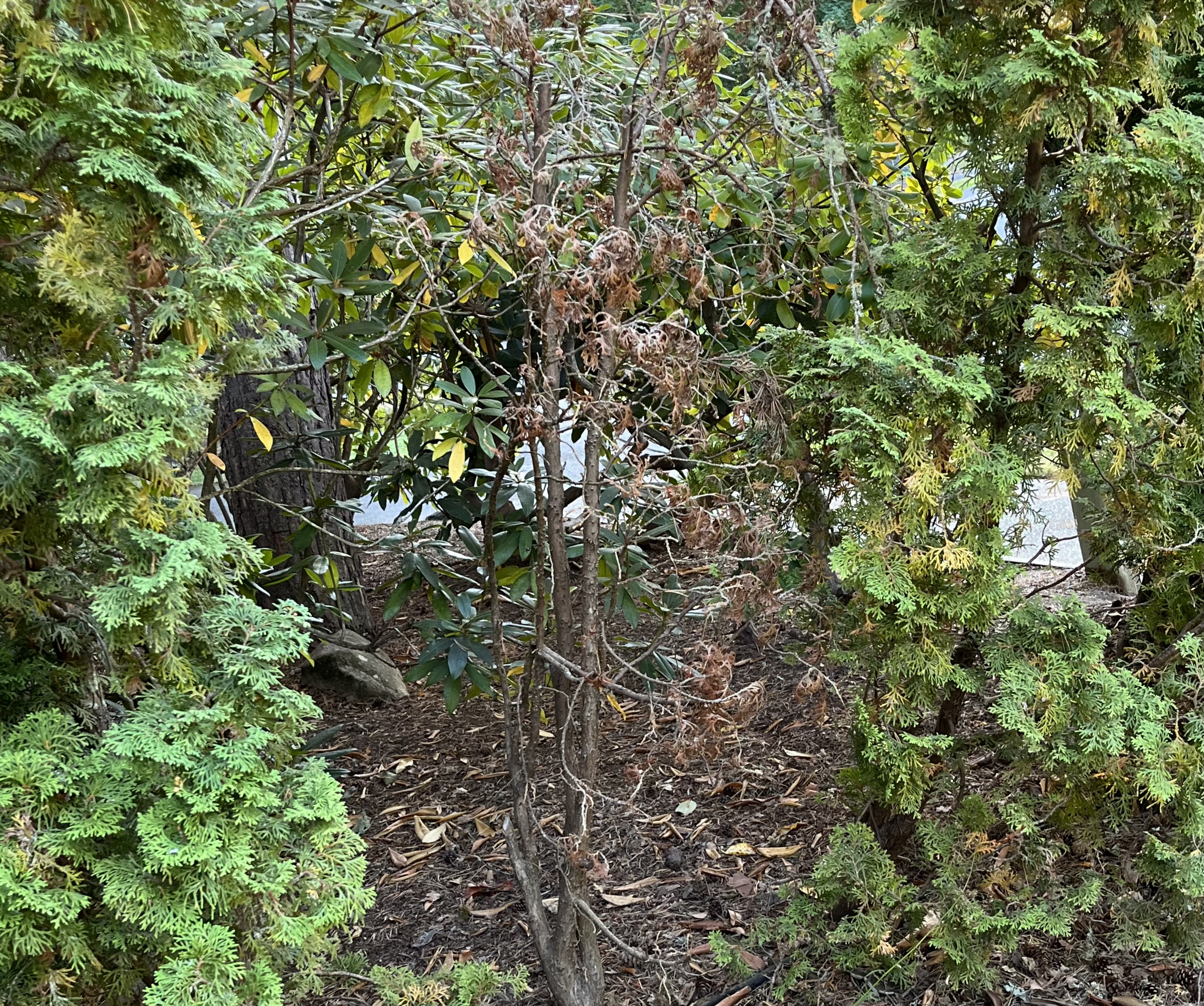 IMG_4025 2