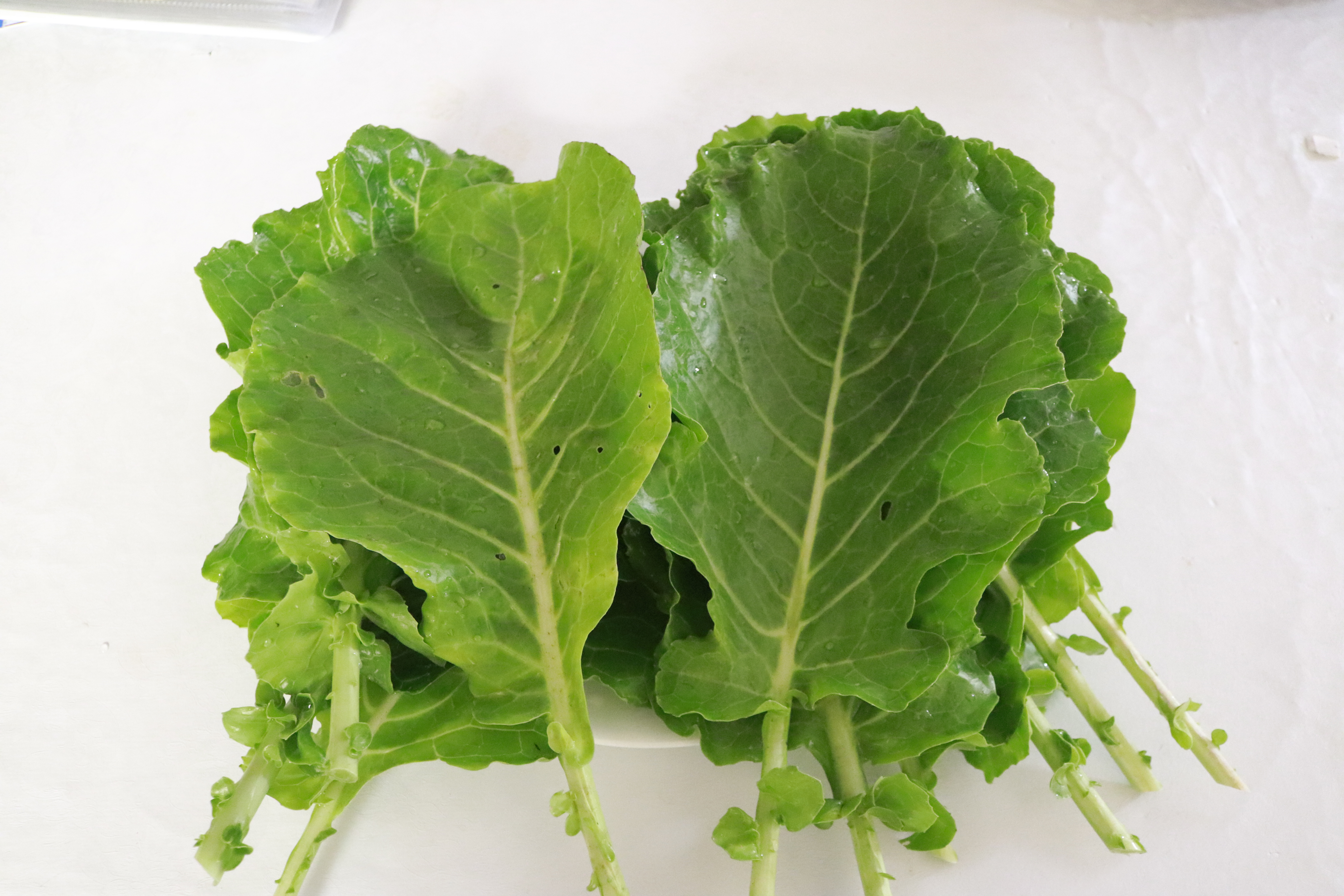 Collards Pile White Background IMG_4604