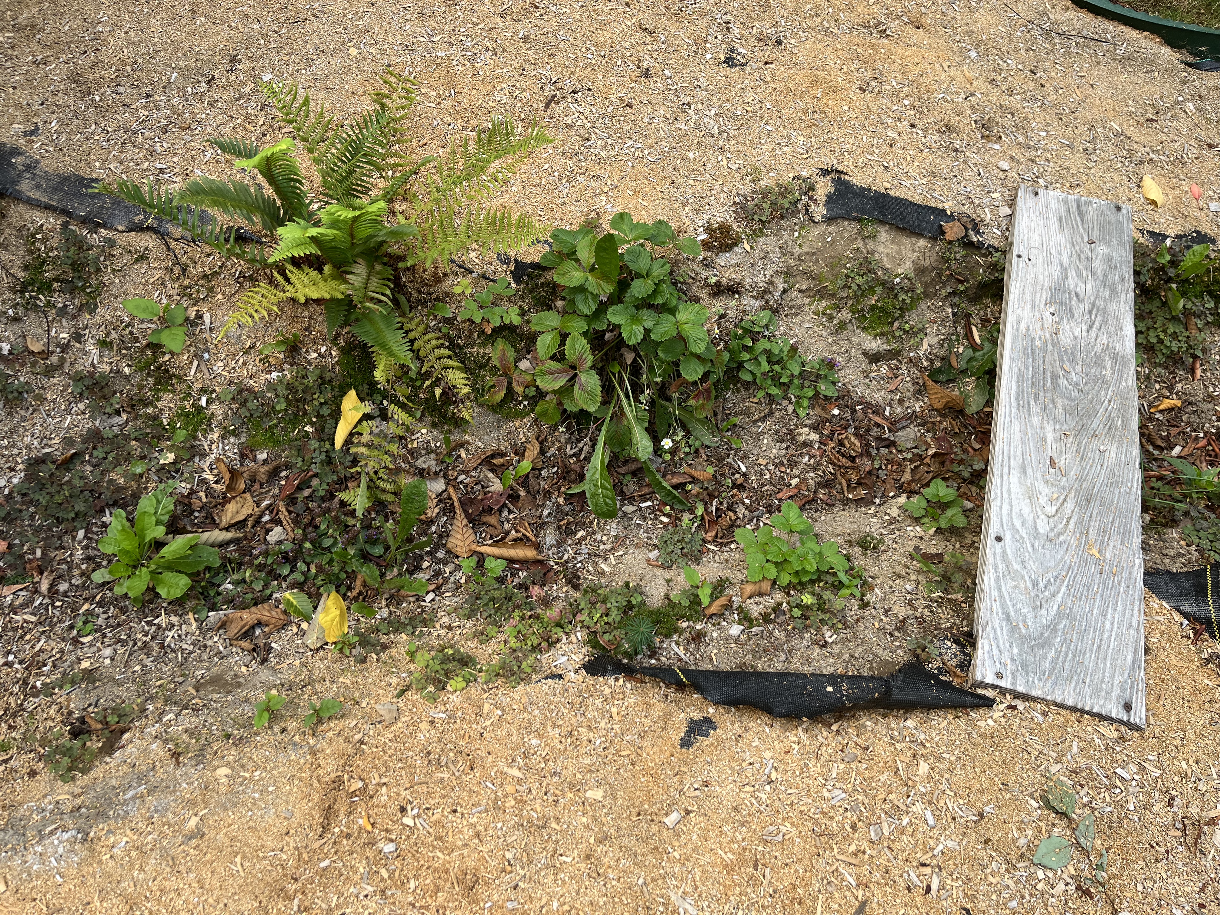 Weeds IMG_3990
