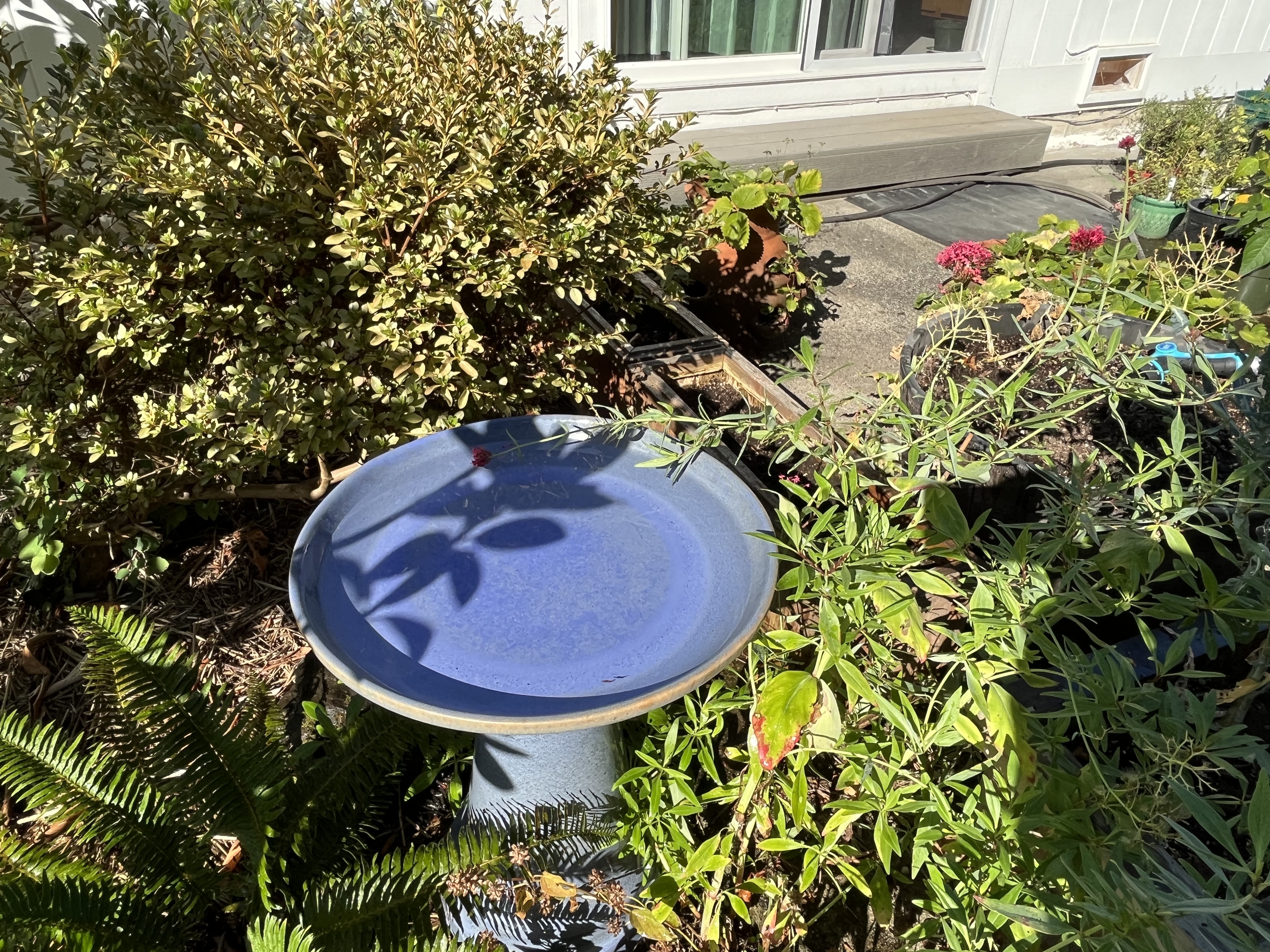 Birdbath IMG_4016