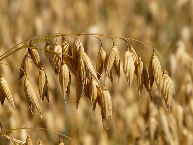 Oats-8946_640