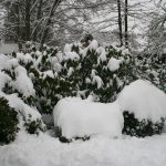 Snow in Backyard