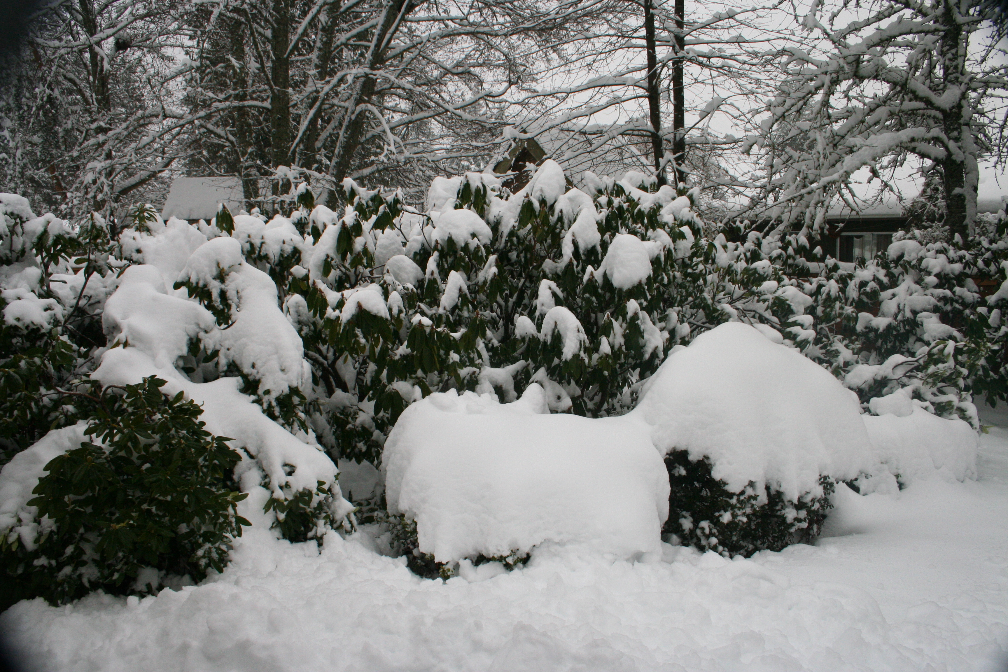 Snow in Backyard