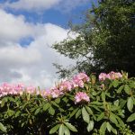 Rhodies Pink at Top Clouds IMG_4455