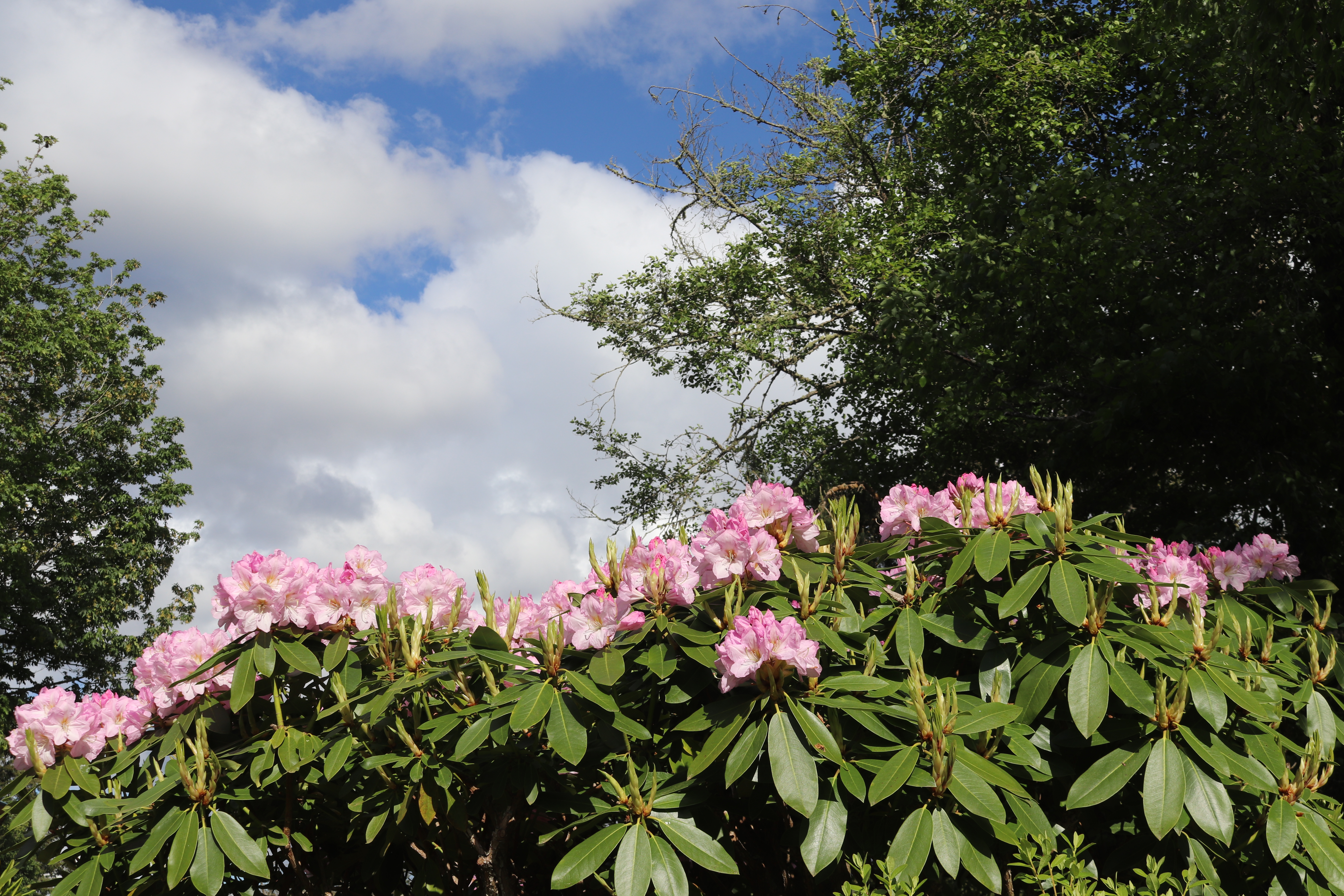 Rhodies Pink at Top Clouds IMG_4455
