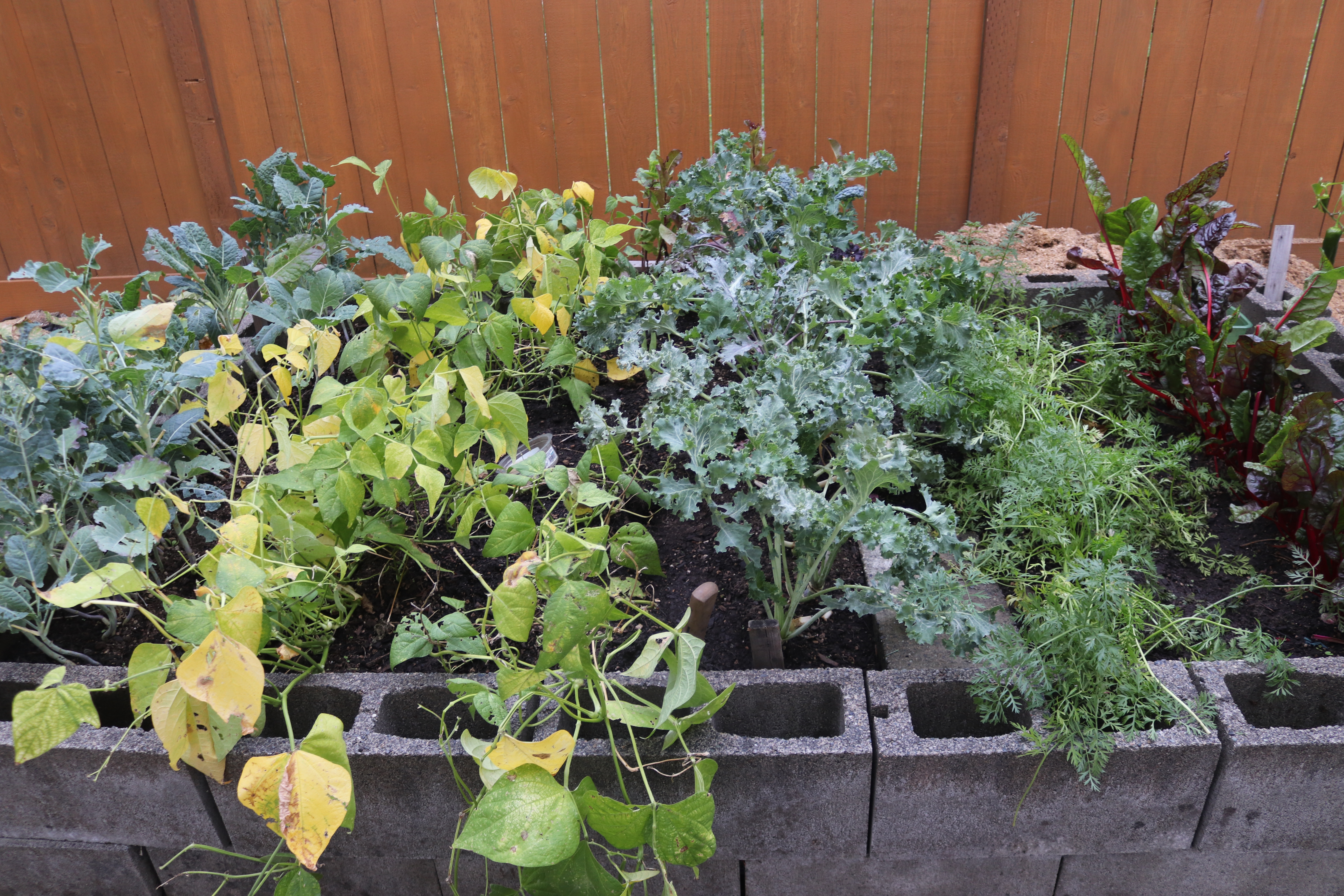 Garden Long Way IMG_4930