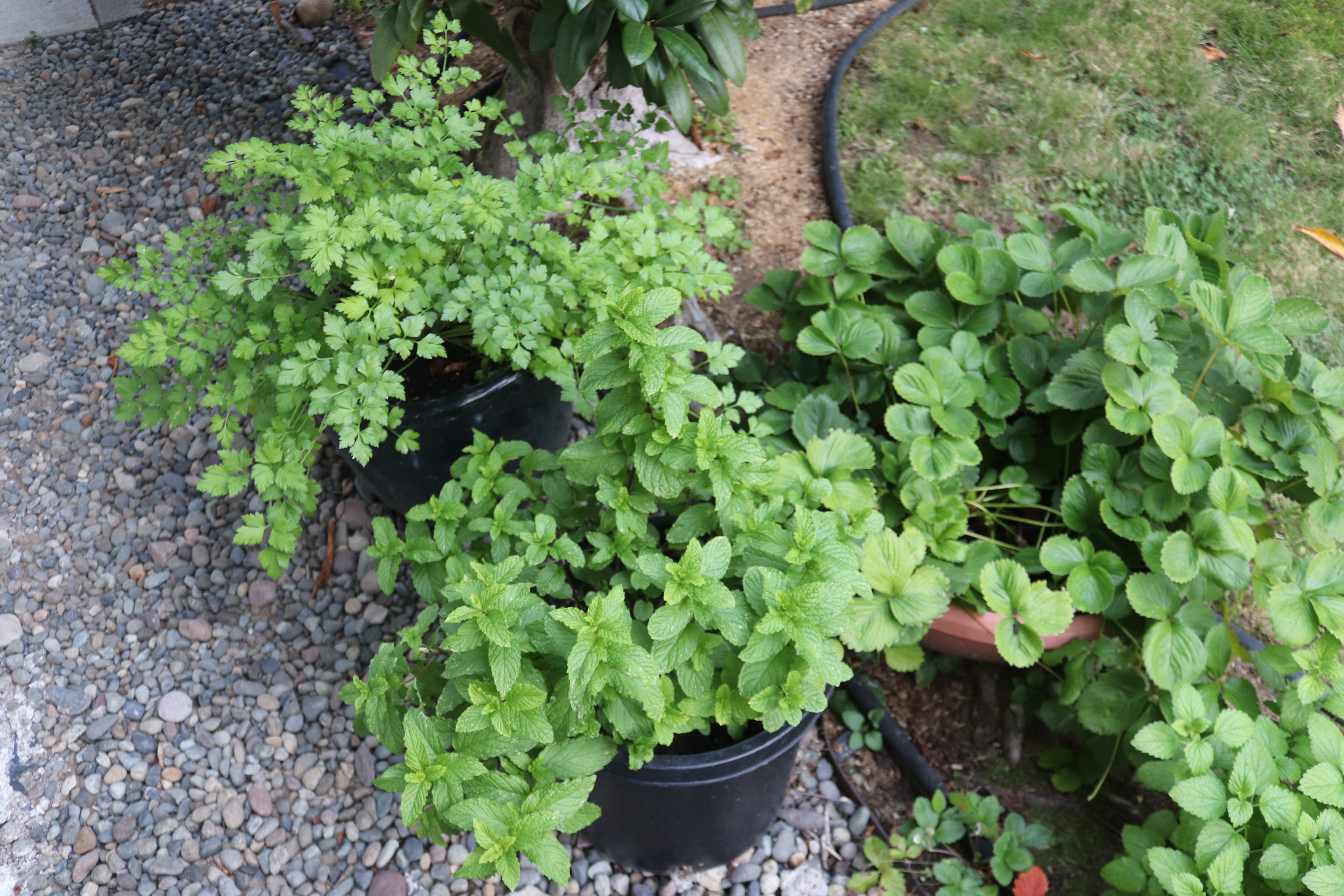 Parsley Mint IMG_4942