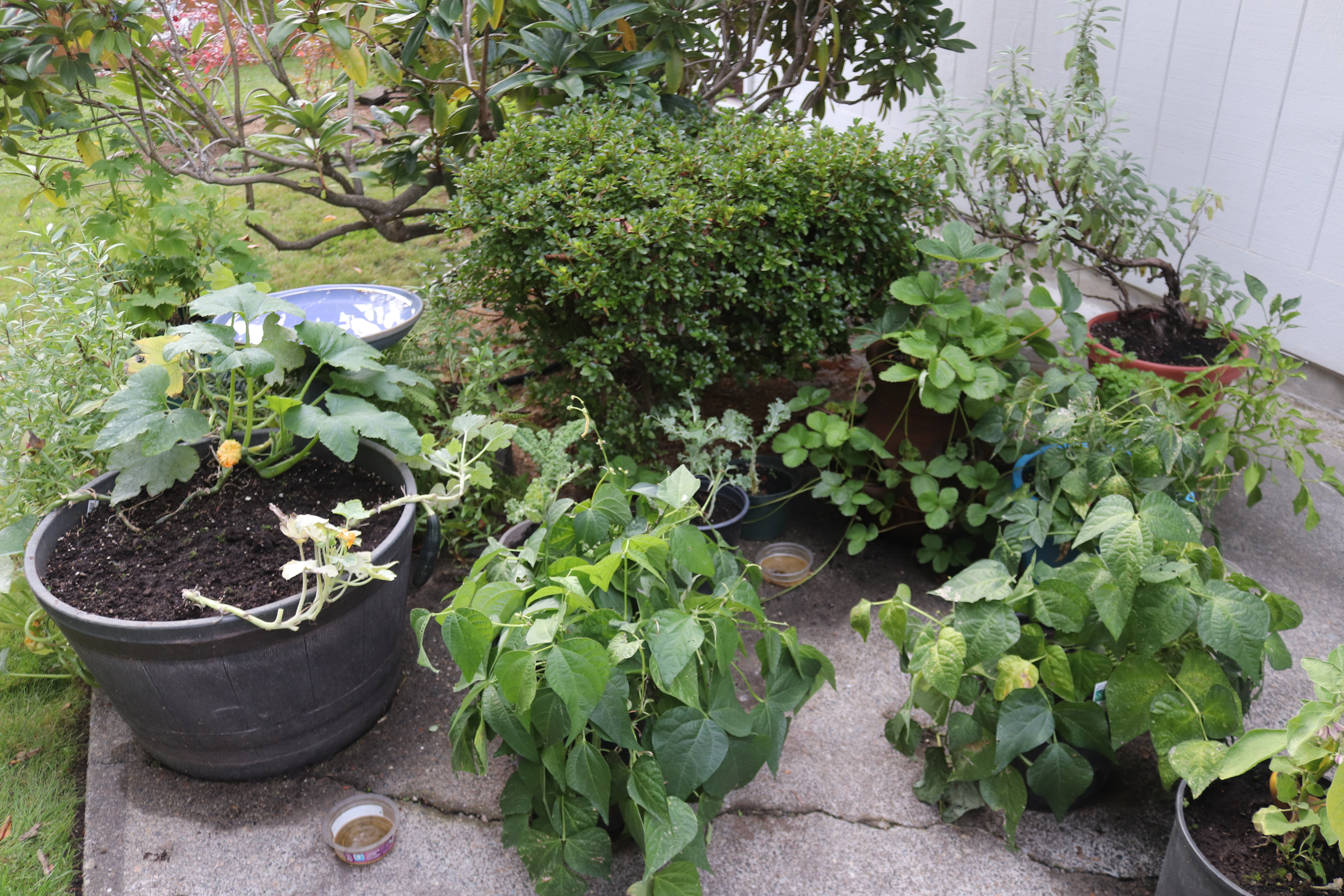 Patio Vegetables IMG_4950