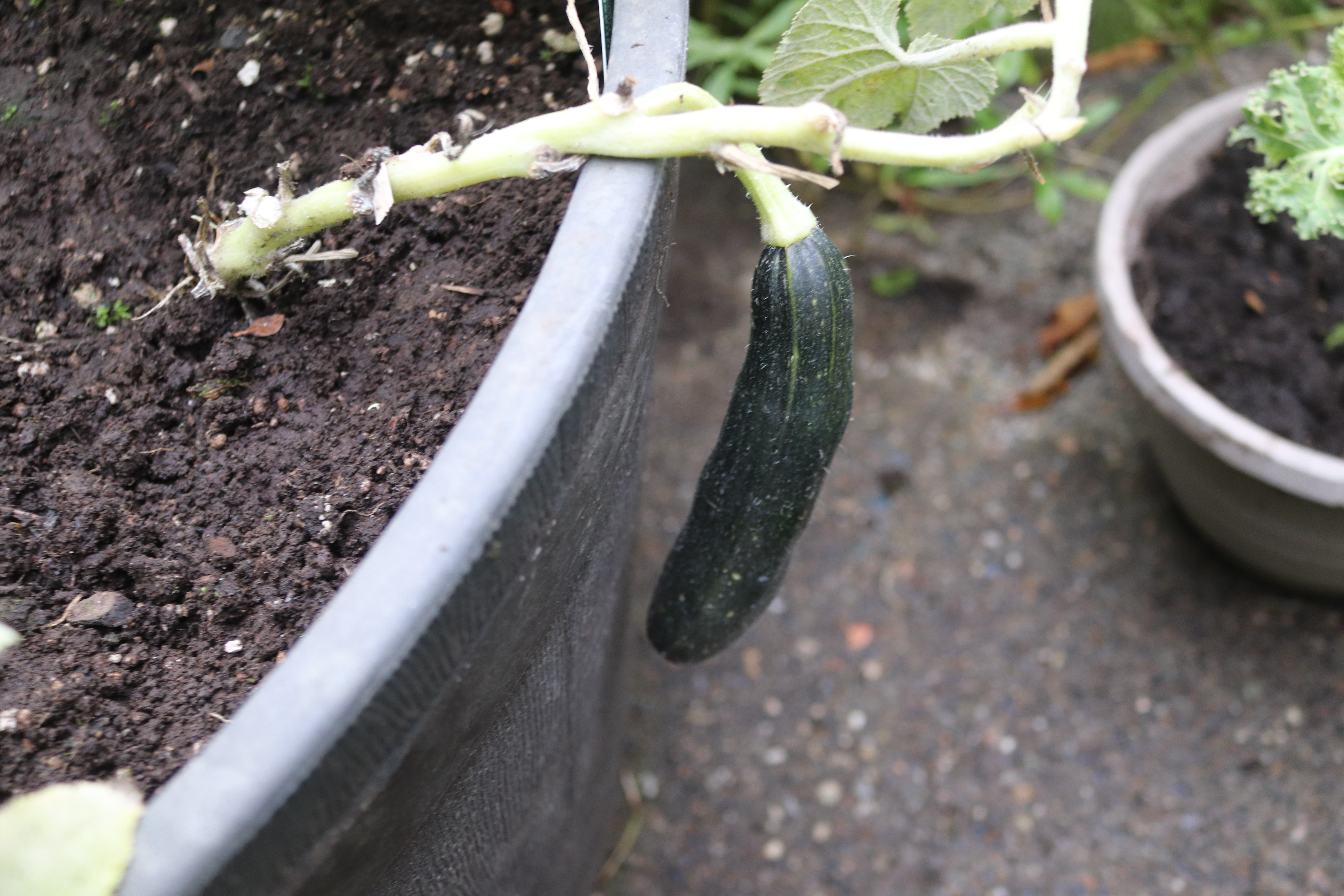 Zucchini IMG_4945