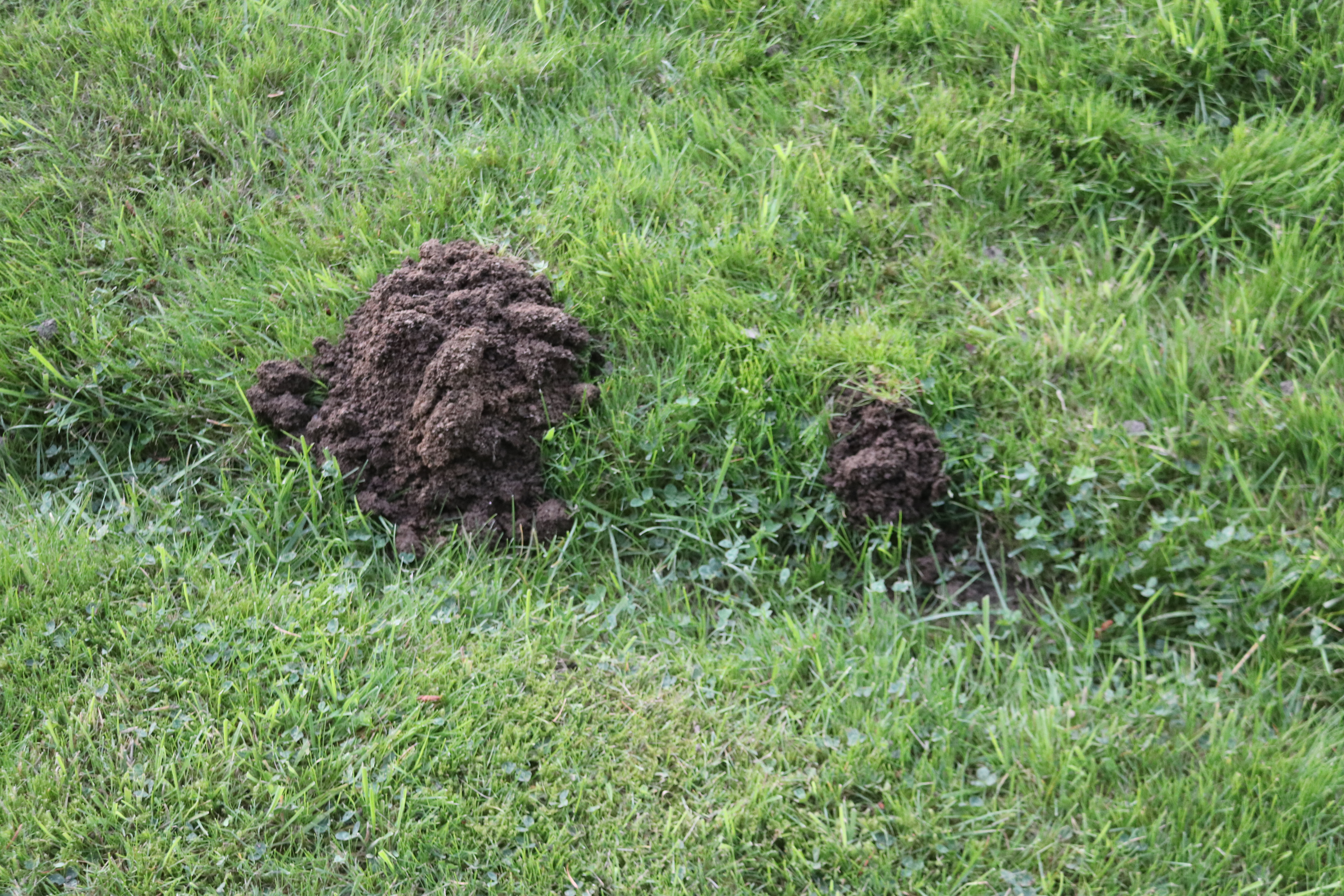 Mole Dirt Dark IMG_4914