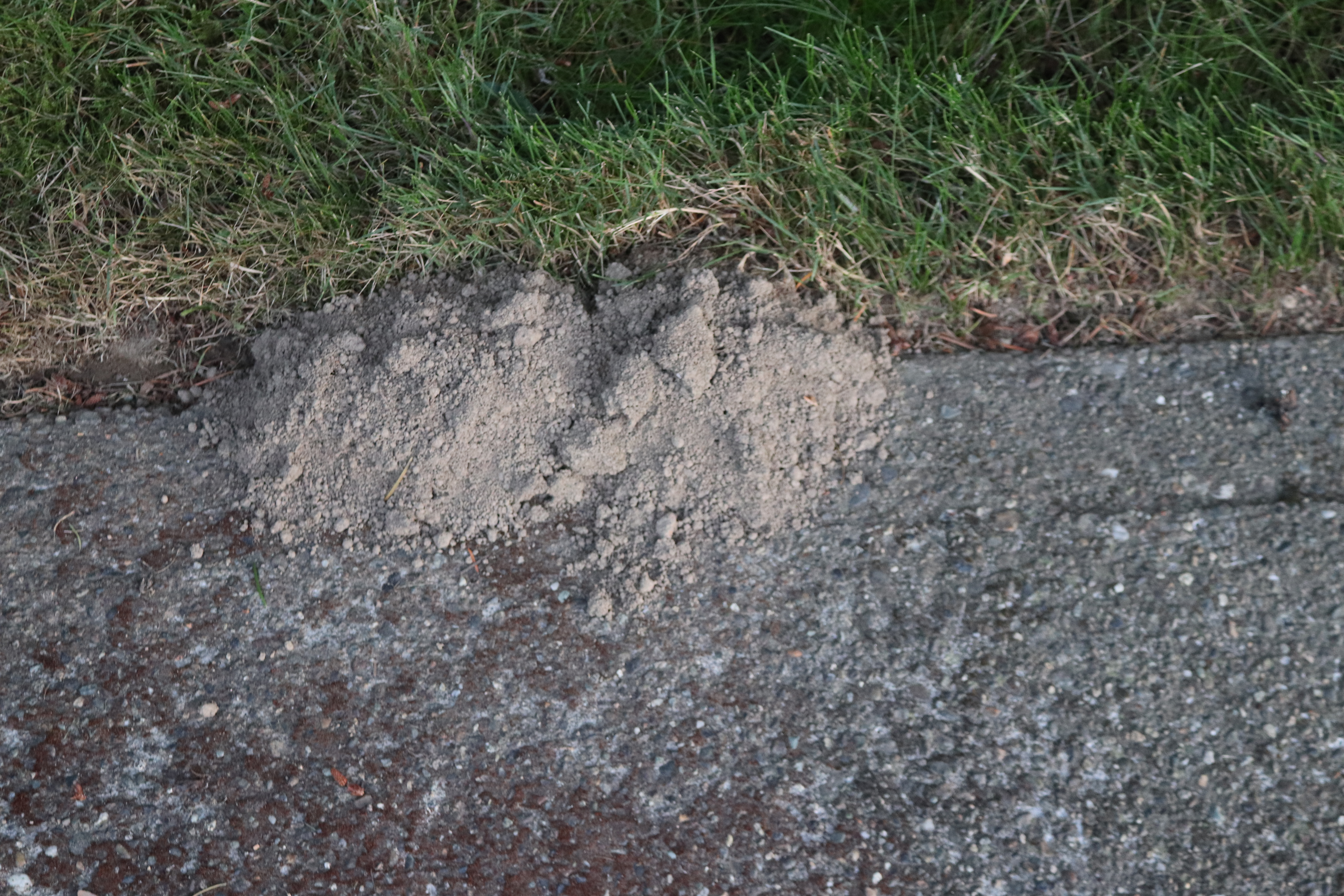 Mole Dirt Light IMG_4916