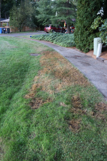 Lawn Orange IMG_4913