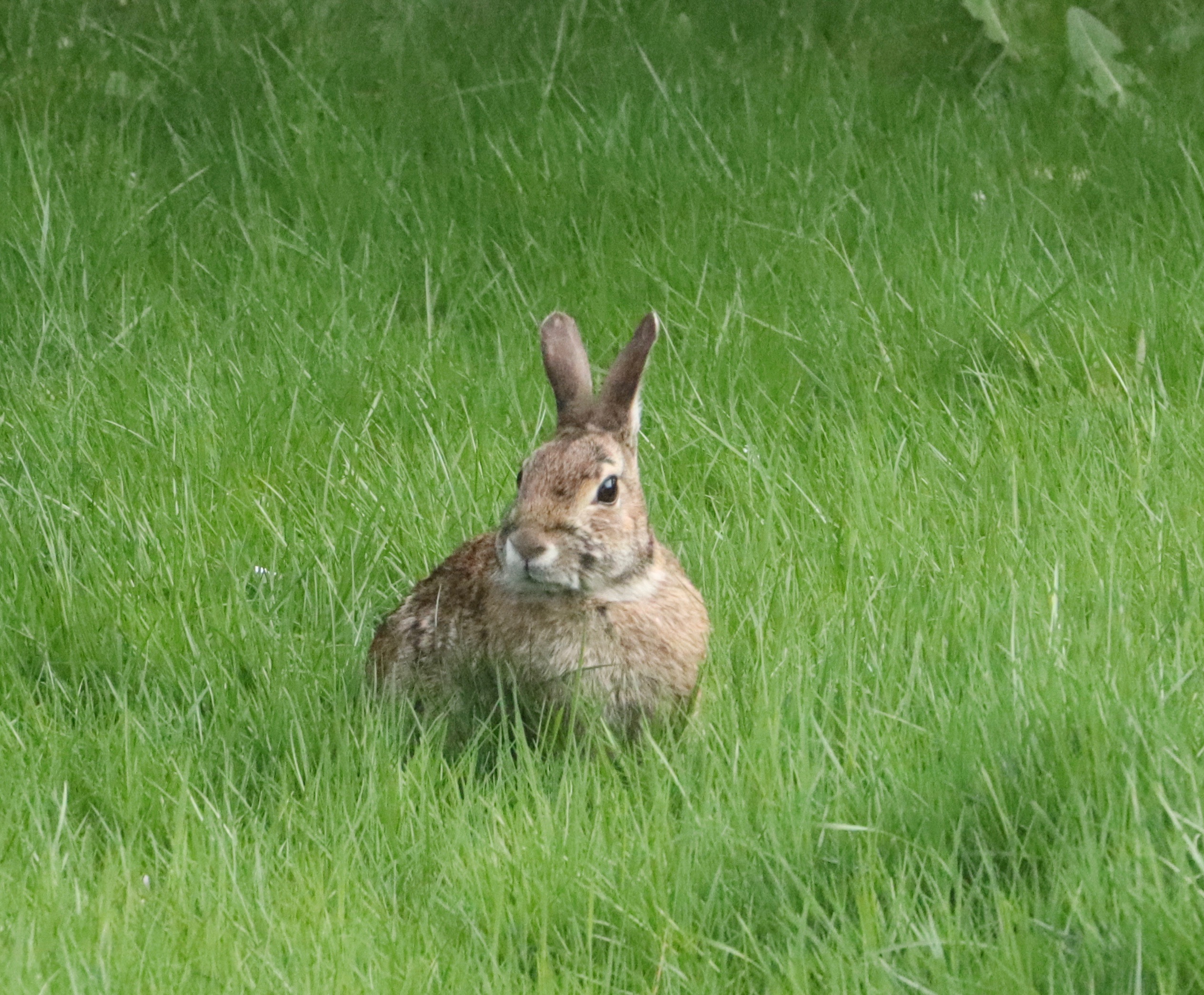 Rabbit Eating Grass in the Lawn