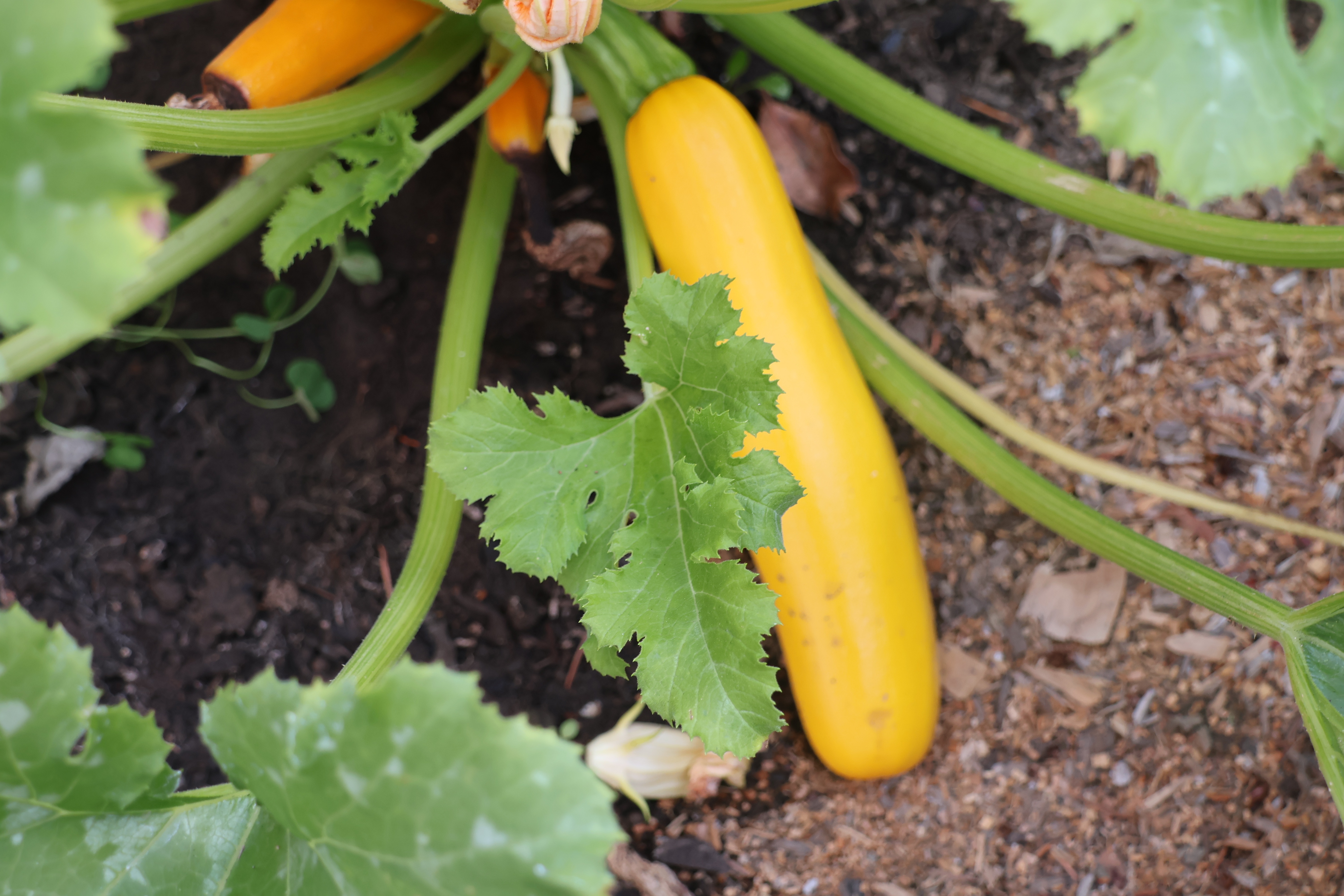 Yellow Zucchini IMG_9730 Yellow Zucchini IMG_9730