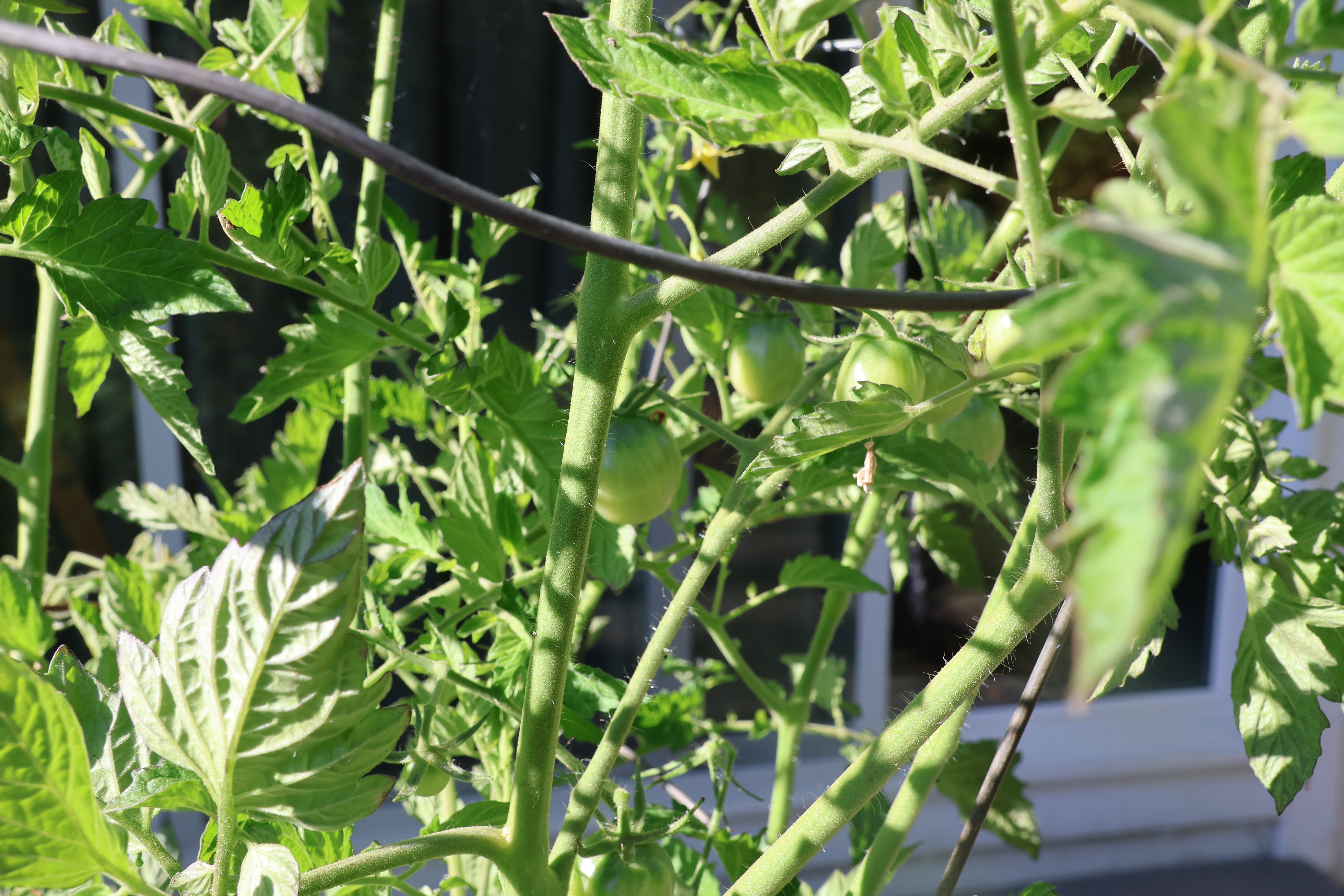 Tomatoes Cherry IMG_9746 Tomatoes Cherry IMG_9746