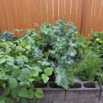How is your garden doing? Garden Side IMG_3665