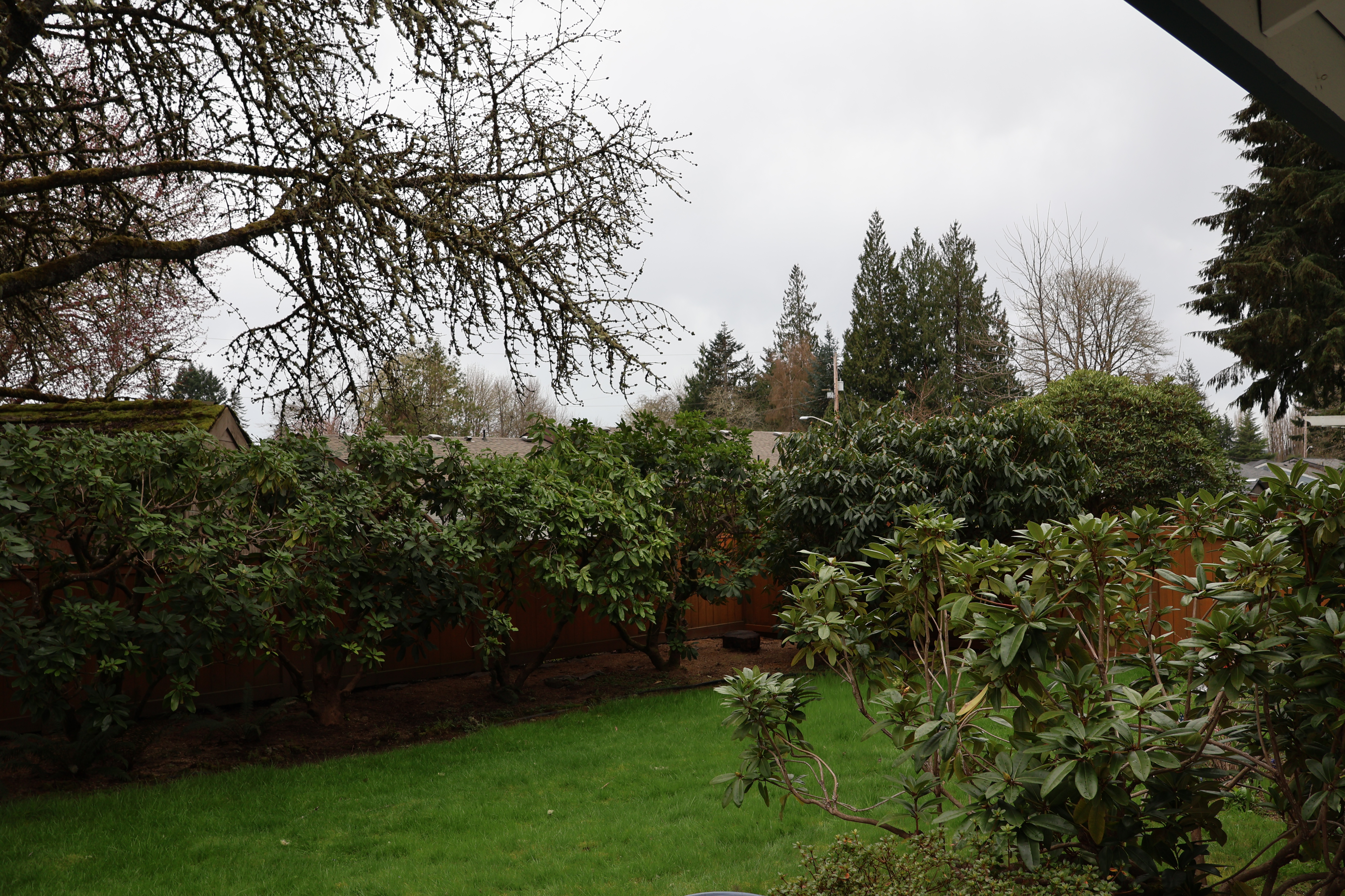 Backyard with White Sky