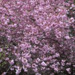 Blossoms Pink Spring IMG_3650