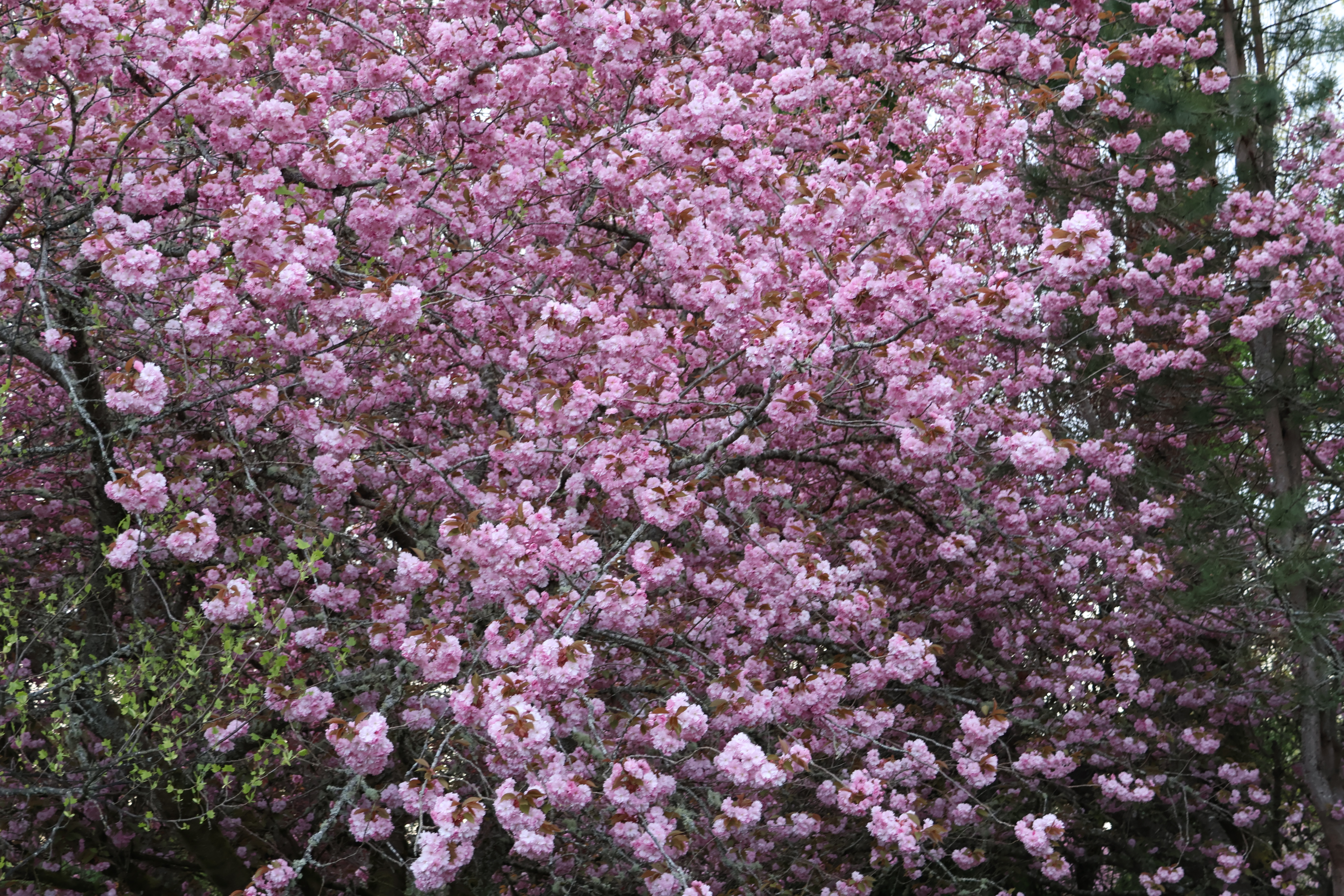 Blossoms Pink Spring IMG_3650