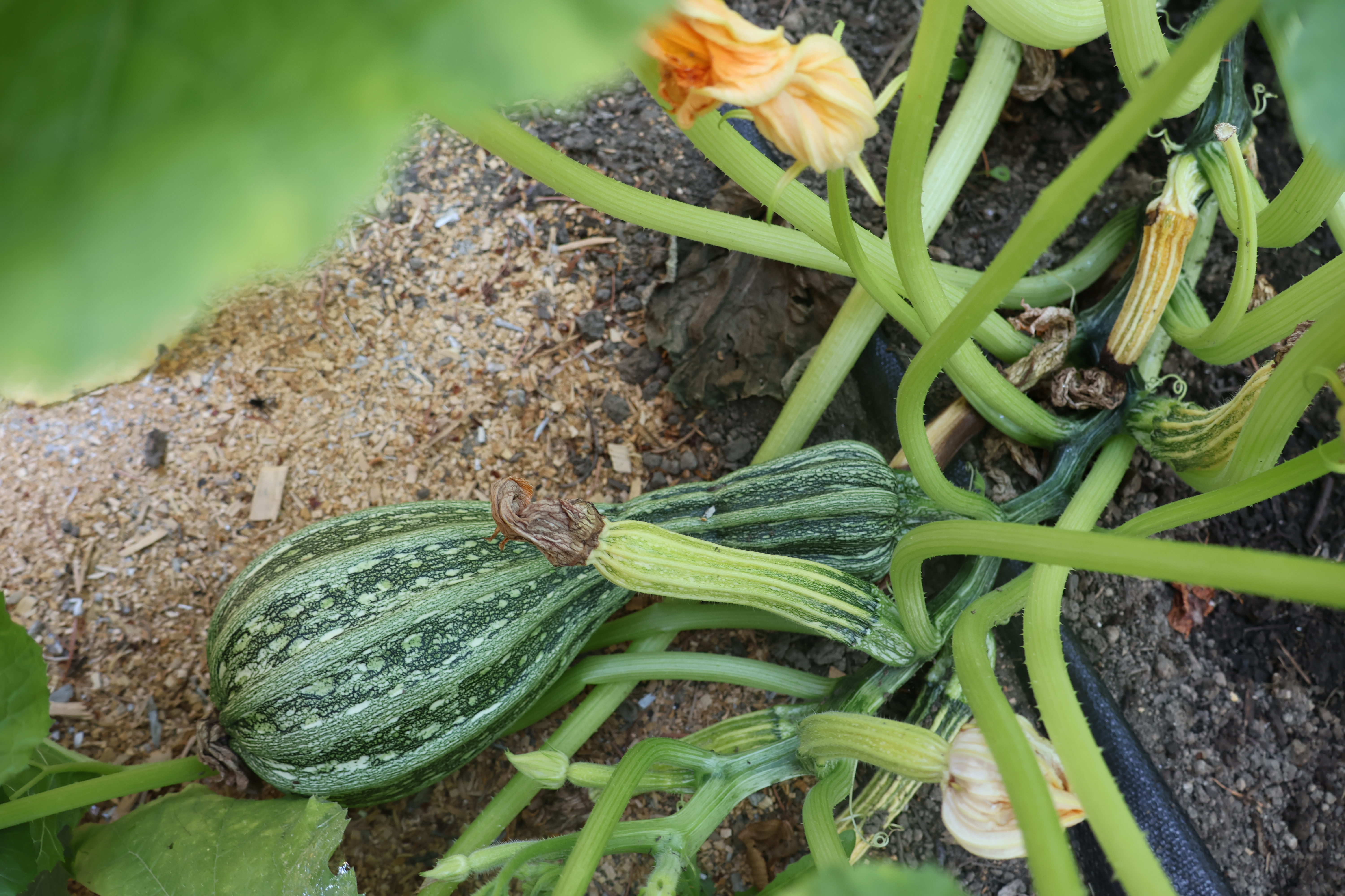 Zucchini Large IMG_9751 Zucchini Large IMG_9751