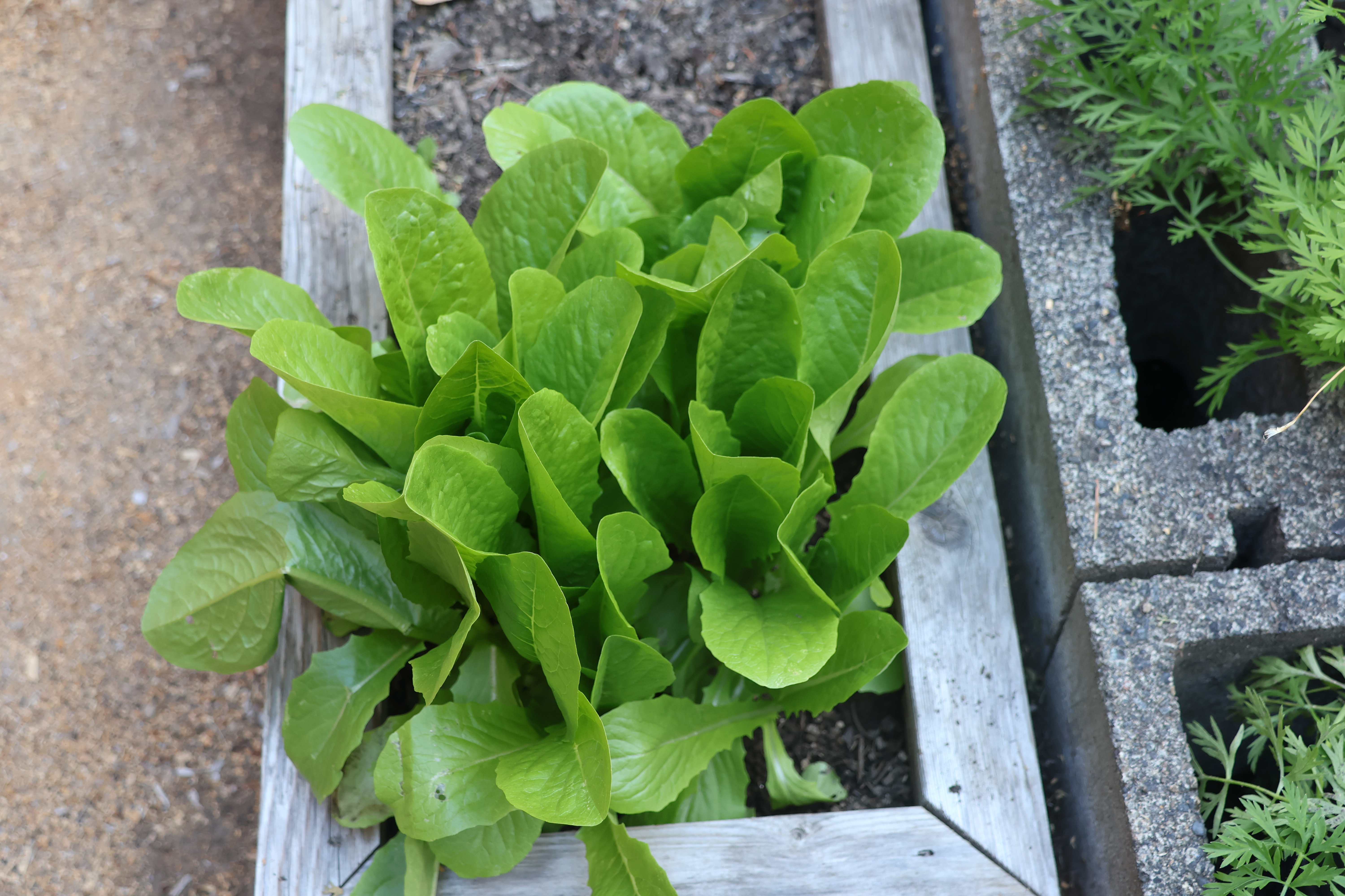 Lettuce IMG_9741 Lettuce IMG_9741