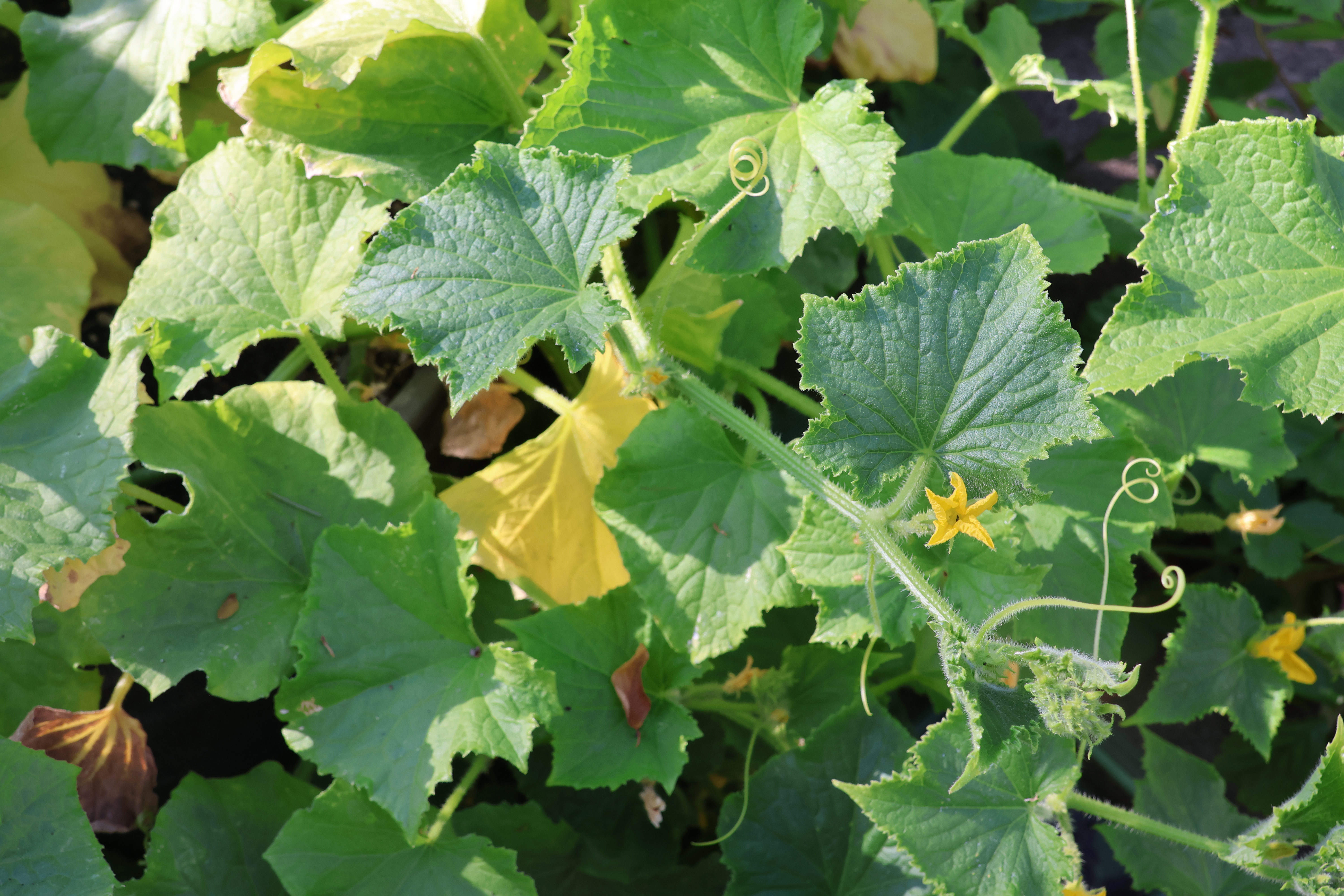 Cucumbers IMG_9748 Cucumbers IMG_9748
