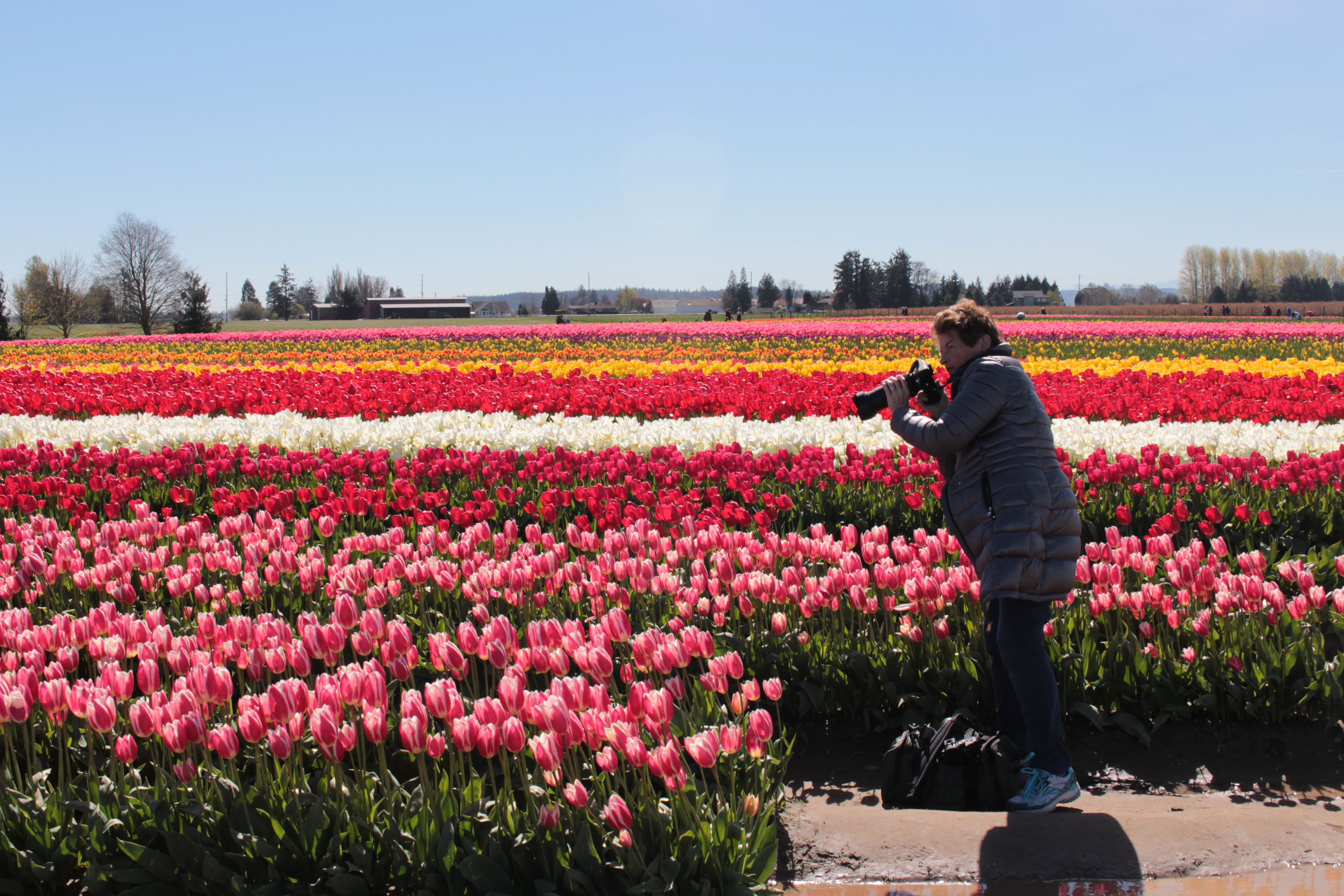 Tulip Fields With Photographer