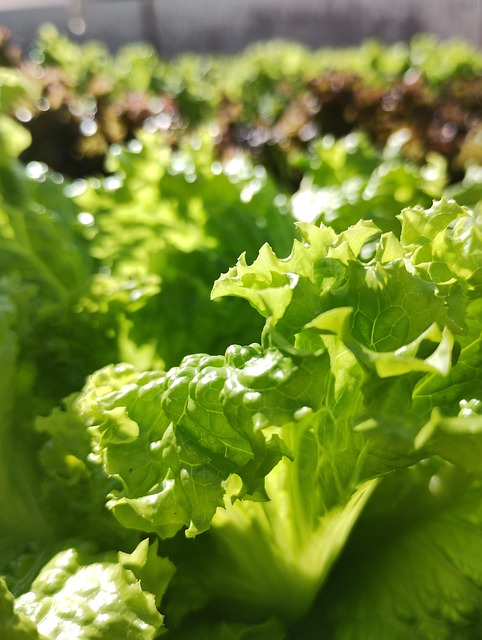 Lettuce-8673134_640
