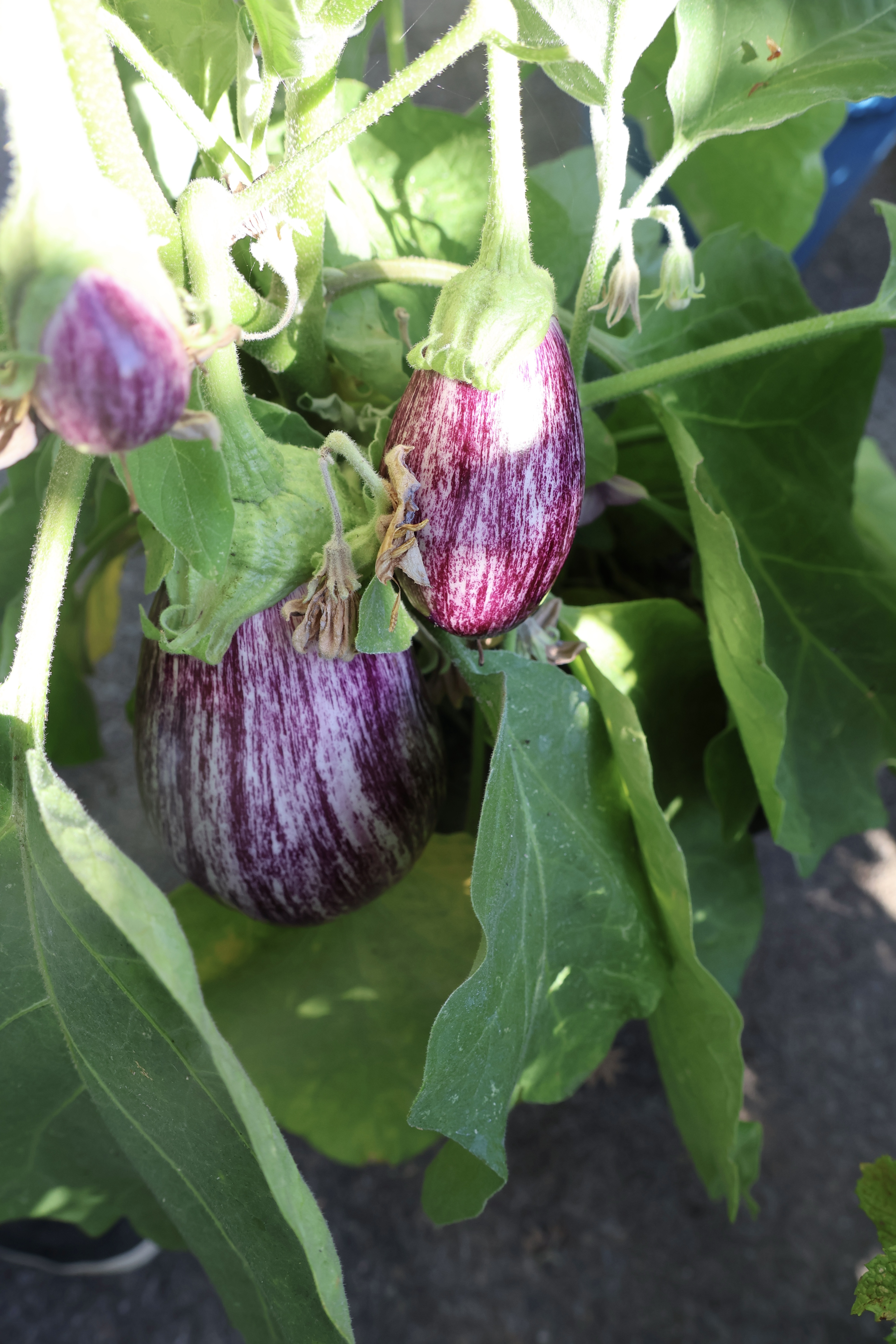 Egg Plants IMG_9743 Egg Plants IMG_9743