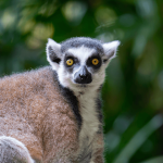 Support lemurs on World Lemur Day Lemur Brown